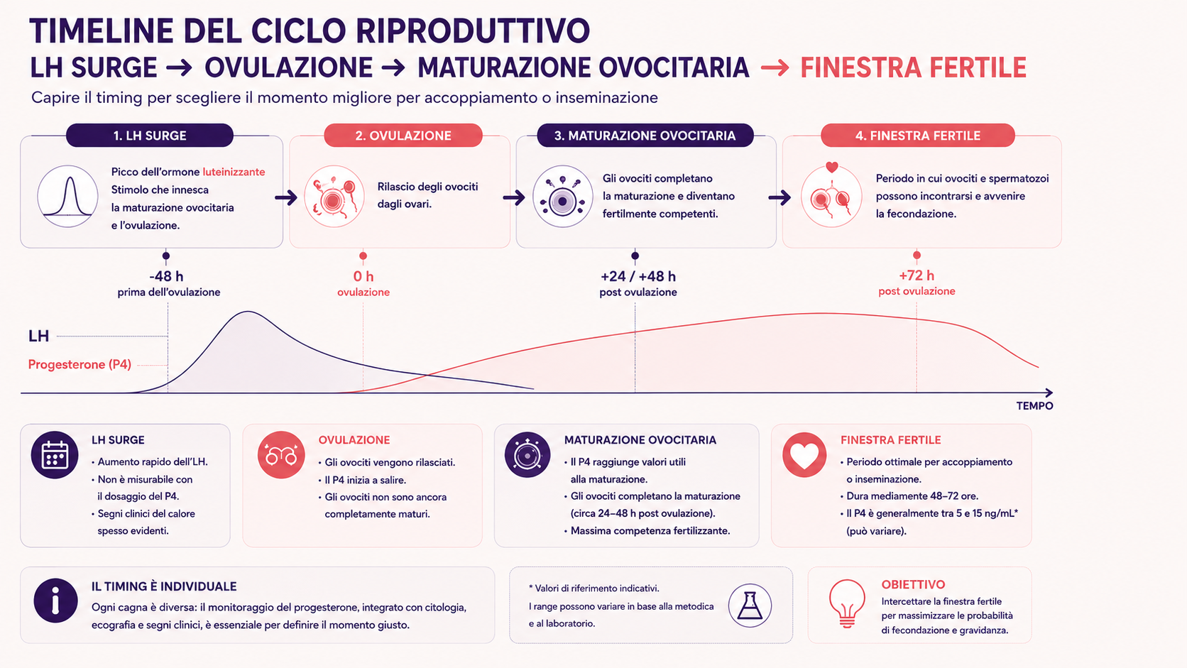 Timeline del ciclo estrale della cagna con picco di LH, ovulazione, maturazione ovocitaria e finestra fertile.