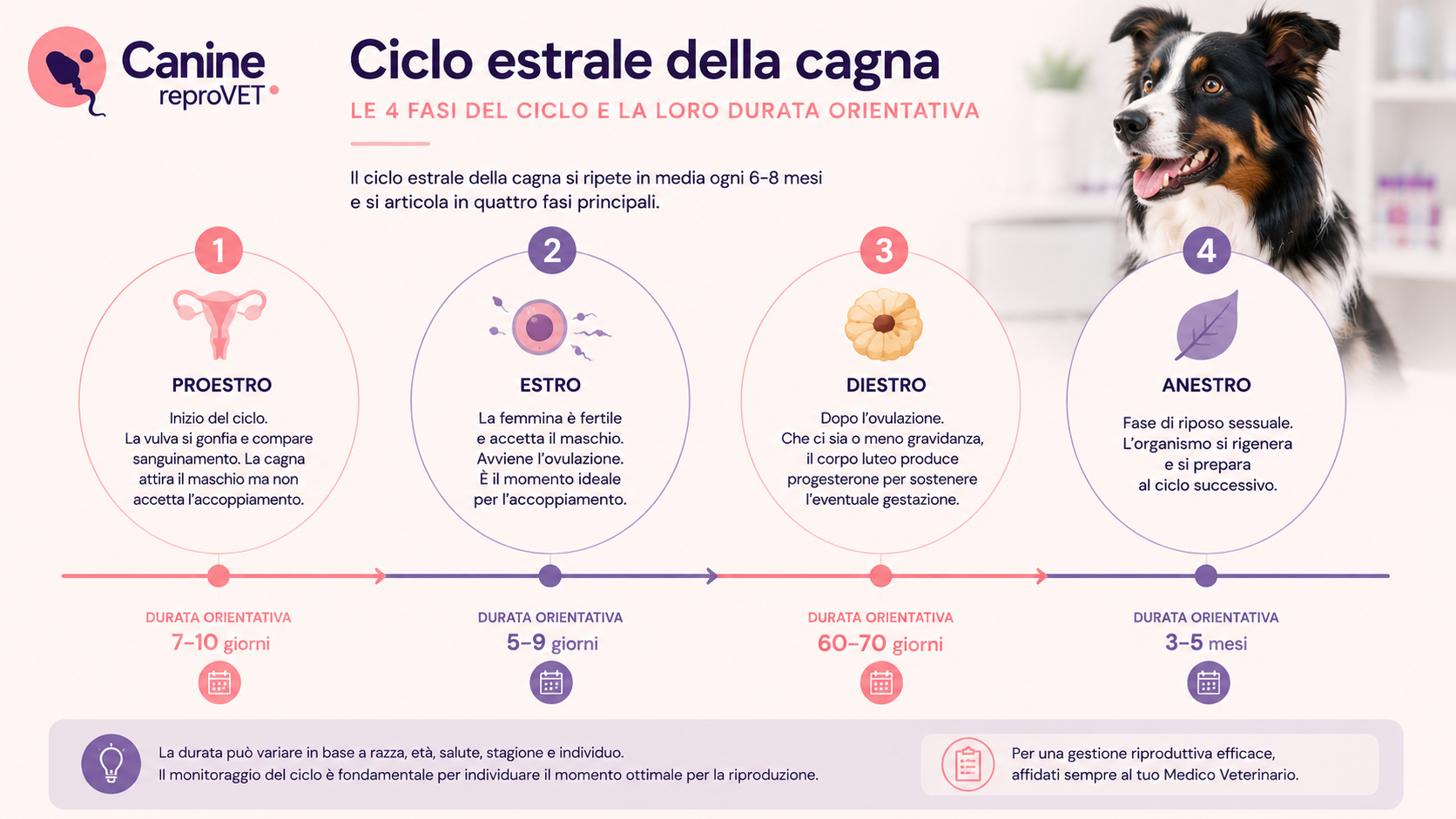 Timeline delle quattro fasi (proestro → estro → diestro → anestro) con durata orientativa