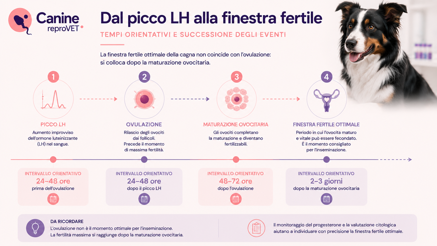 Timeline "picco LH → ovulazione → maturazione ovocitaria → finestra fertile" con evidenza degli intervalli orientativi.