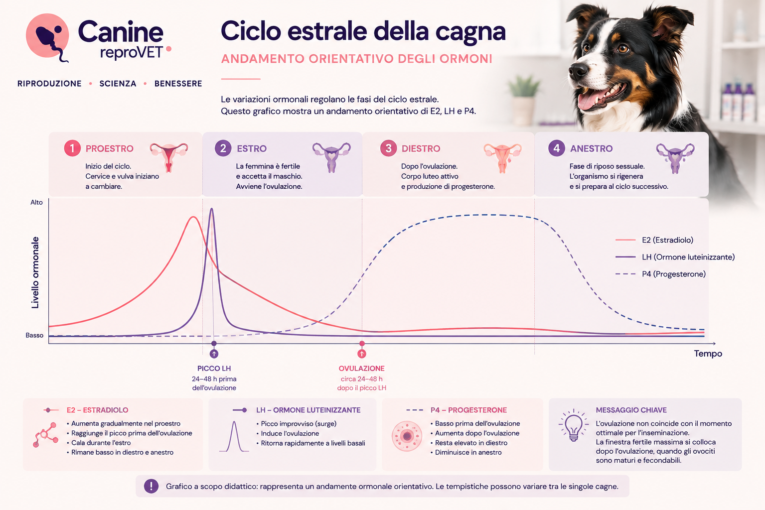 Curva orientativa E2/LH/P4 sulle quattro fasi del ciclo estrale (schema didattico).