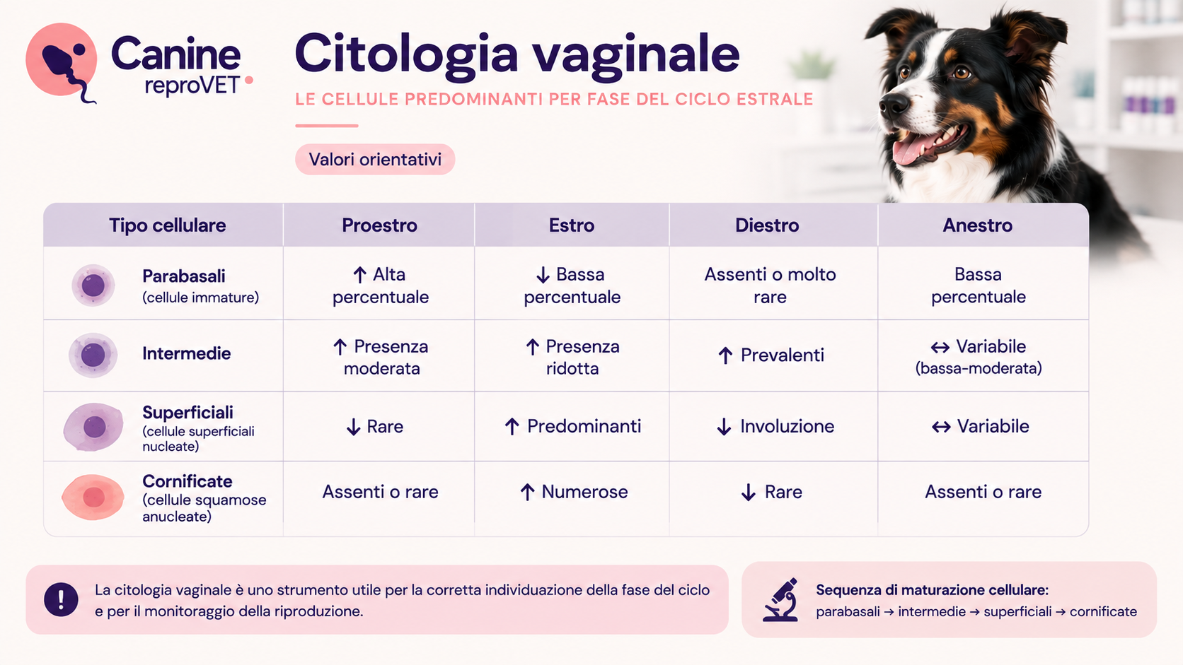 Tabella riepilogativa citologia vaginale (parabasali/intermedie/superficiali/cornificate) per fase del ciclo, con nota "valori orientativi".