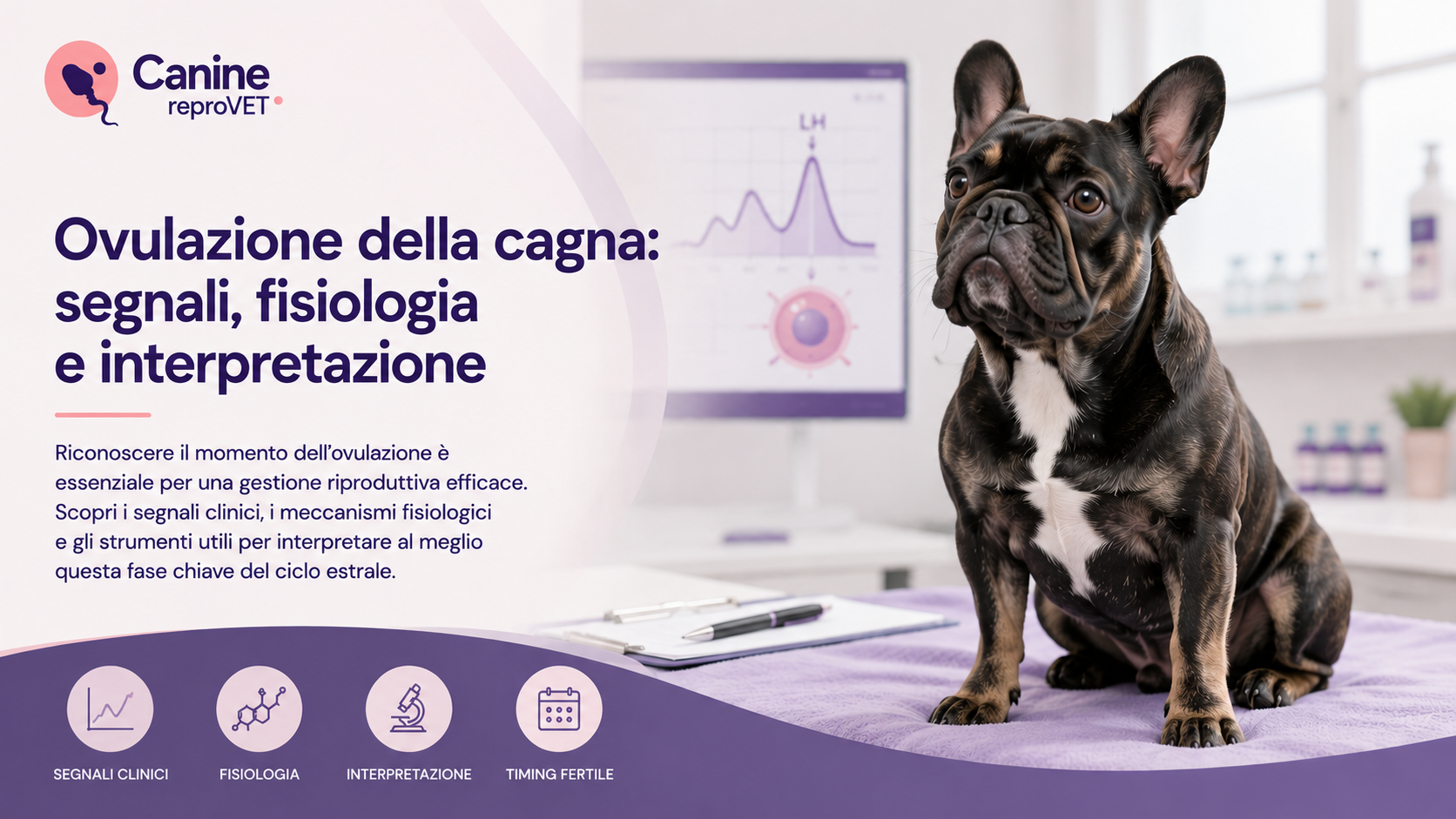 Ovulazione della cagna: segnali, fisiologia e interpretazione.