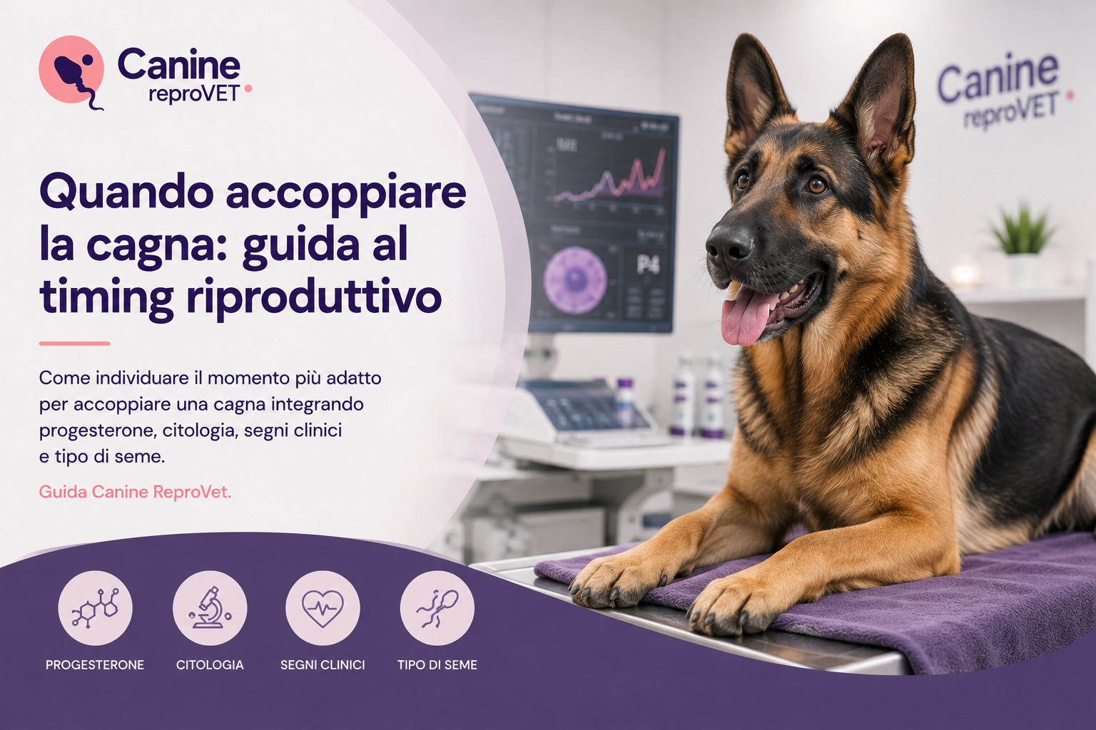 Quando accoppiare la cagna: guida al timing riproduttivo