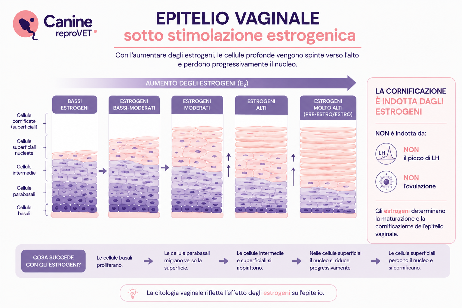 Diagramma dell'epitelio vaginale della cagna sotto stimolazione estrogenica, con progressiva maturazione e cornificazione delle cellule dagli strati profondi a quelli superficiali.