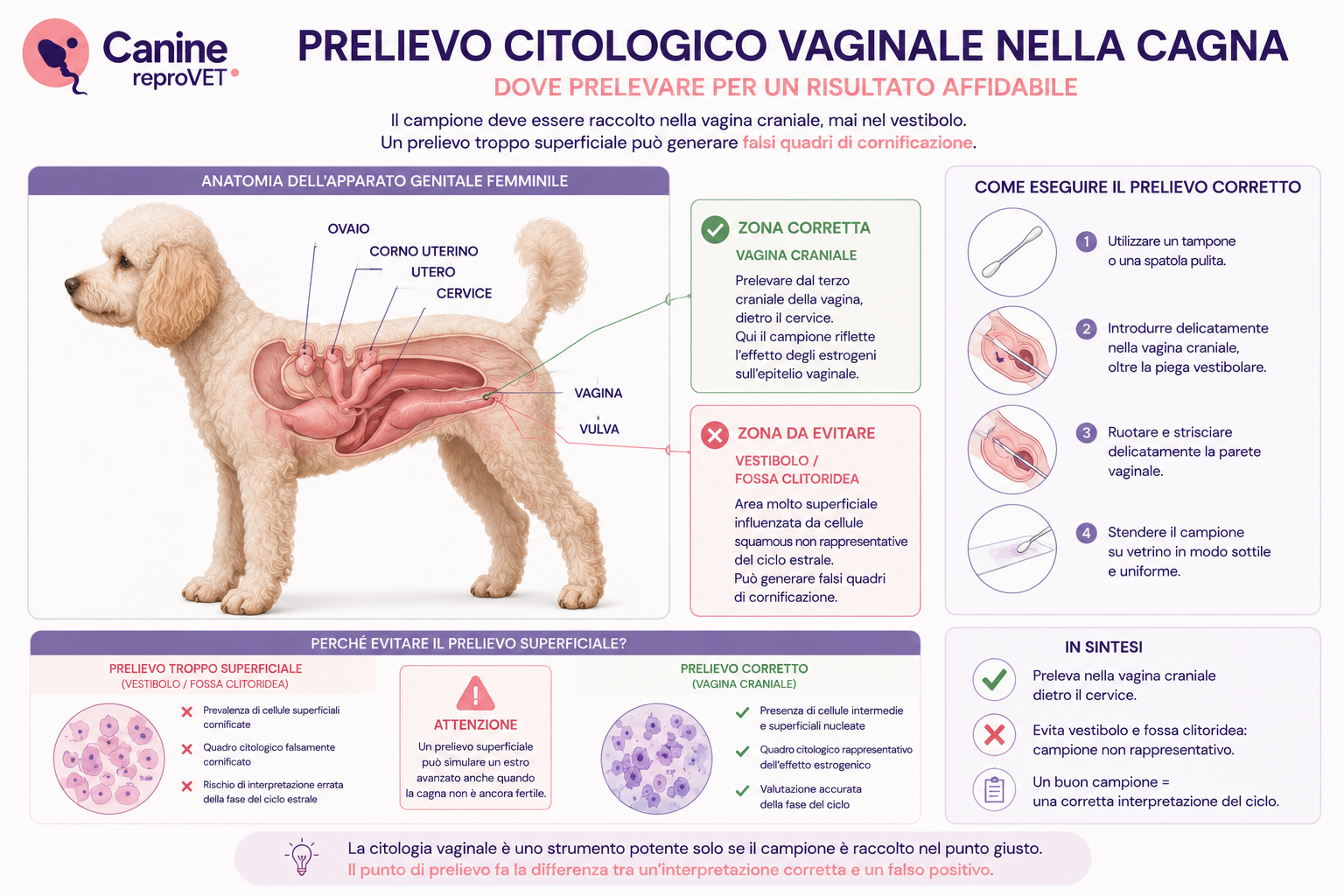 Schema anatomico del prelievo citologico vaginale nella cagna, con indicazione della vagina craniale come zona corretta e del vestibolo e della fossa clitoridea come aree da evitare.