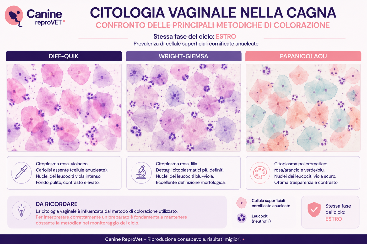 Confronto visivo di preparati di citologia vaginale della cagna in estro colorati con Diff-Quik, Wright-Giemsa e Papanicolaou, con evidenza delle diverse caratteristiche cromatiche e morfologiche.