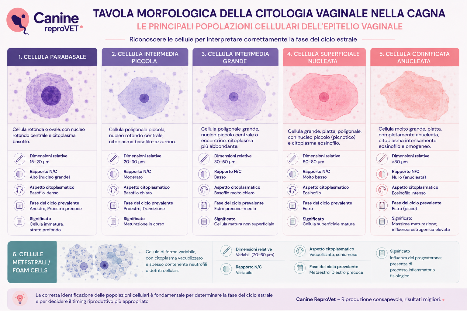Tavola morfologica della citologia vaginale della cagna con confronto tra cellule parabasali, intermedie piccole e grandi, superficiali nucleate, cornificate anucleate e cellule metestrali o foam.