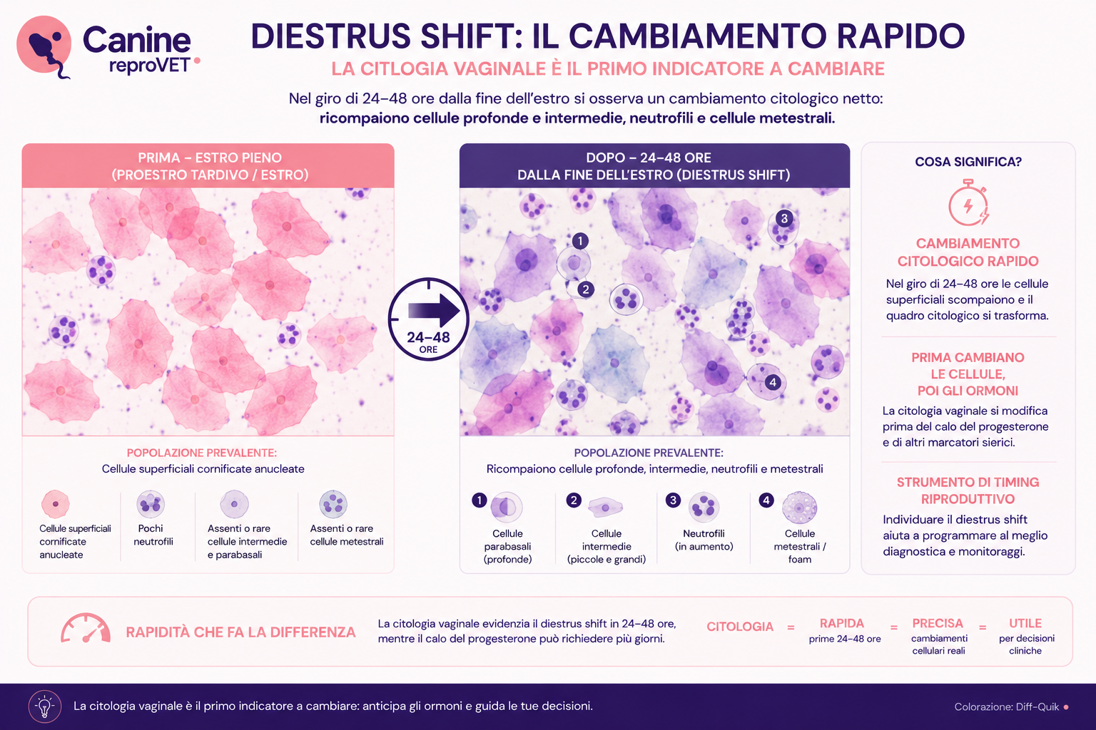 Confronto citologico prima e 24–48 ore dopo il diestrus shift nella cagna, con ricomparsa di cellule parabasali e intermedie, neutrofili e cellule metestrali.