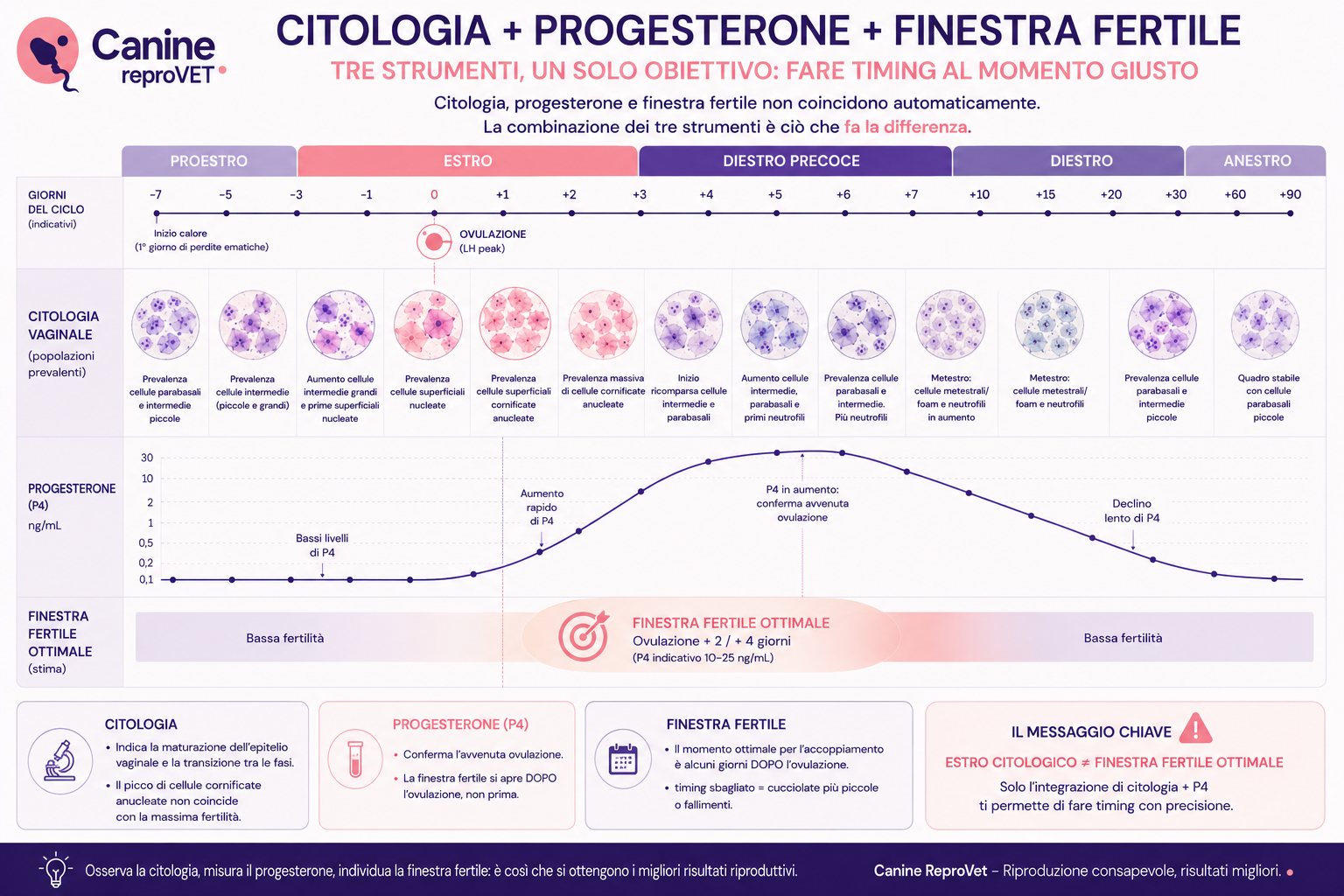 Diagramma integrato di citologia vaginale, progesterone e finestra fertile nella cagna lungo la timeline del ciclo estrale, con confronto tra popolazioni cellulari, andamento del P4 e periodo di fertilità ottimale.
