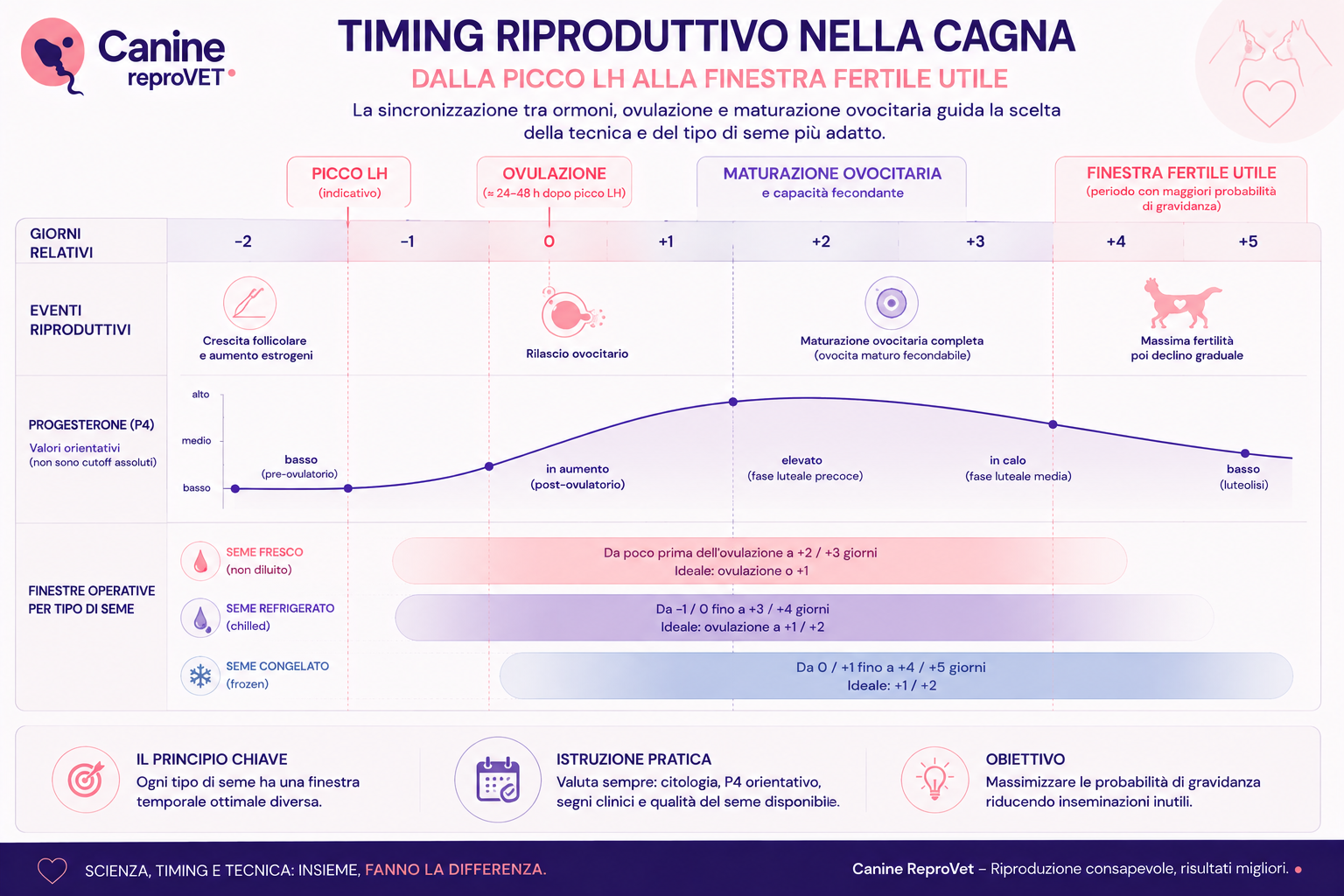 Timeline integrata del timing riproduttivo nella cagna dal picco LH alla finestra fertile utile, con ovulazione, maturazione ovocitaria, andamento orientativo del progesterone e finestre operative per seme fresco, refrigerato e congelato.