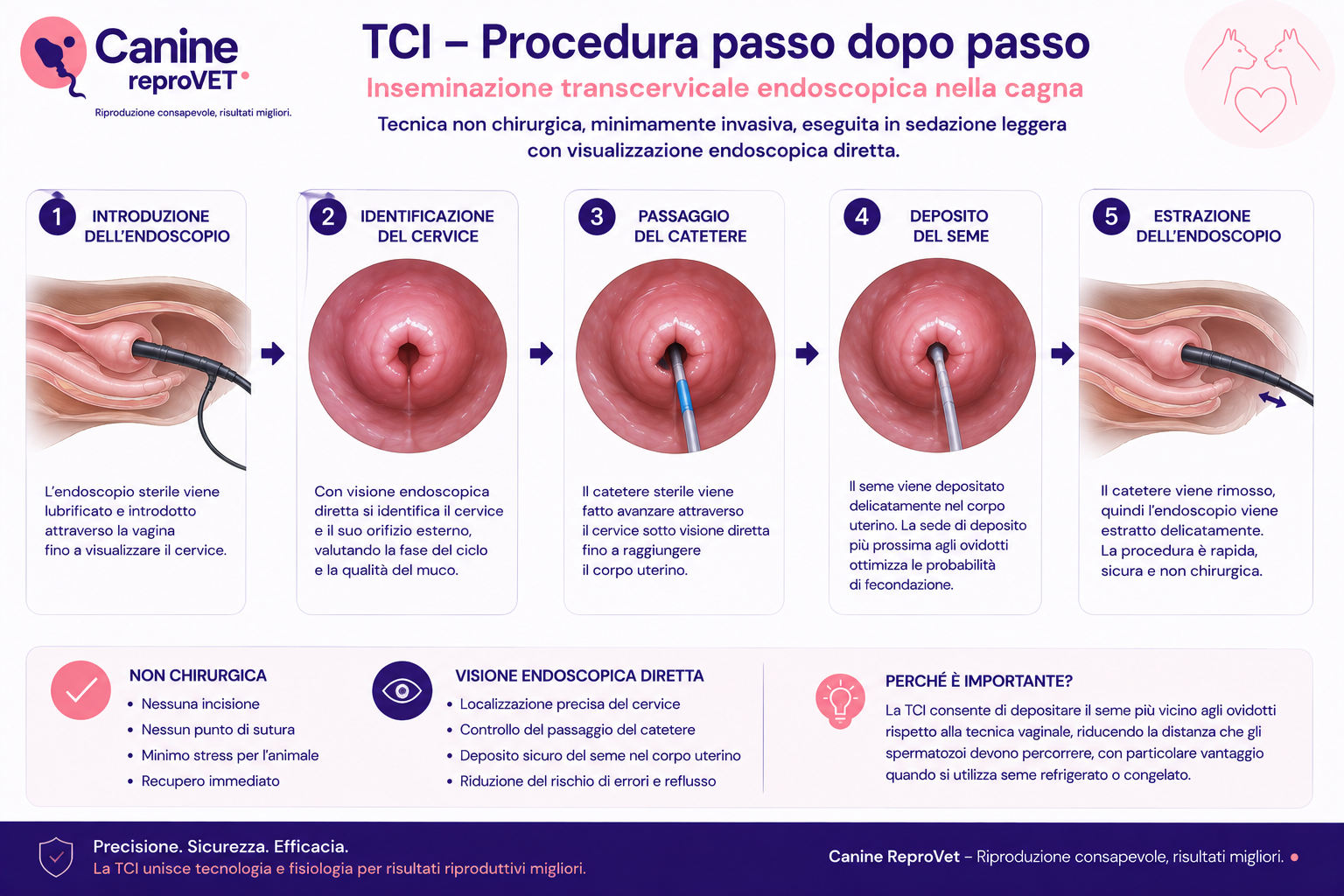 Schema sequenziale della TCI nella cagna, dalla introduzione dell'endoscopio all'identificazione del cervix, al passaggio del catetere, al deposito del seme e all'estrazione degli strumenti.
