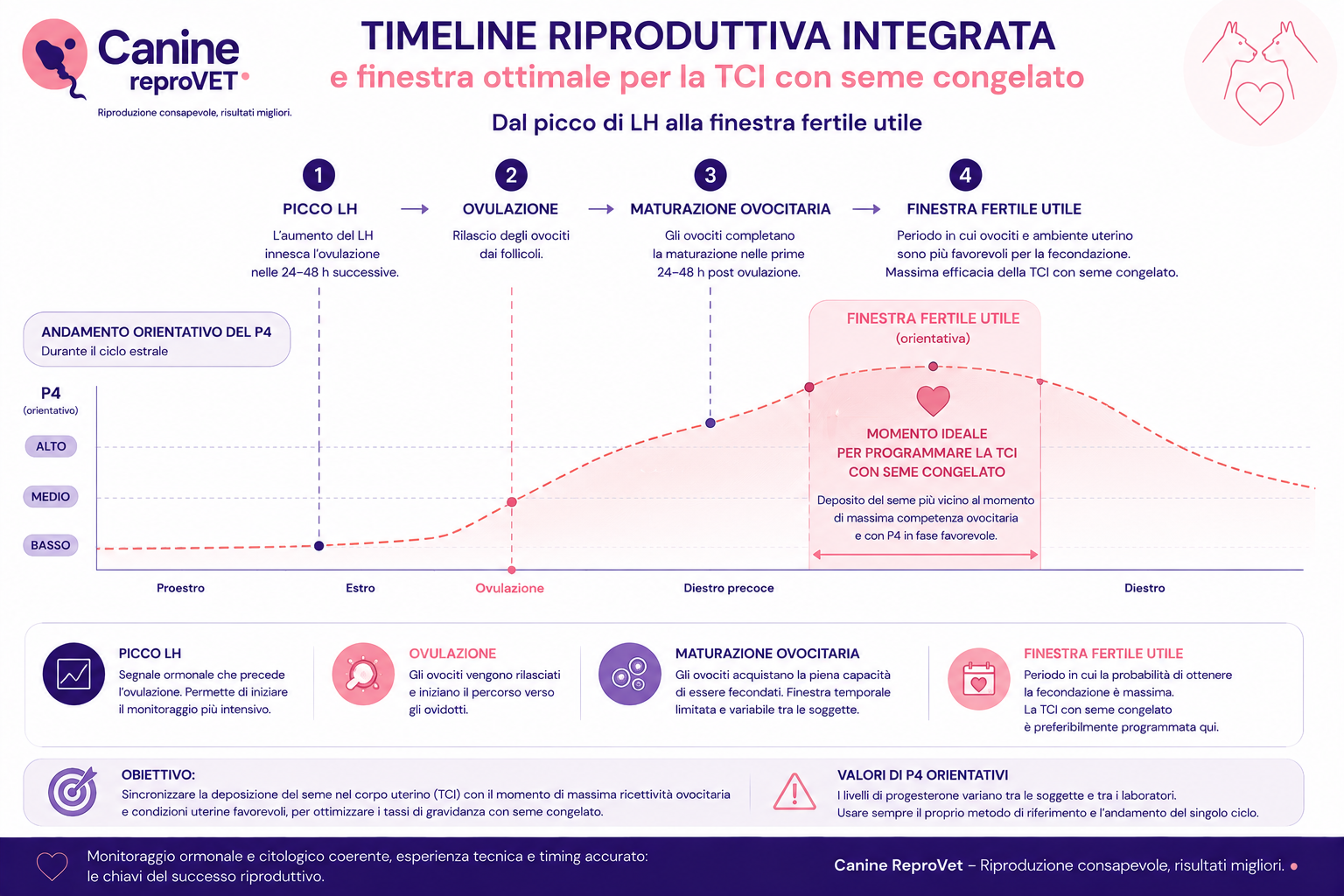 Timeline integrata del ciclo estrale della cagna dal picco LH alla finestra fertile utile, con ovulazione, maturazione ovocitaria, andamento orientativo del progesterone e indicazione della finestra per programmare la TCI con seme congelato.