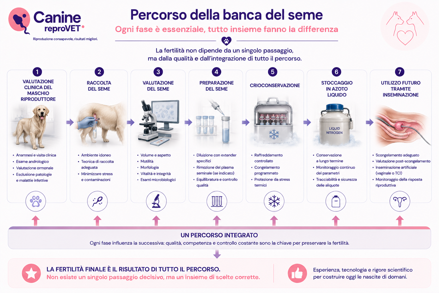 Schema del percorso della banca del seme canino dalla valutazione clinica del maschio riproduttore alla raccolta, valutazione e preparazione del seme, crioconservazione, stoccaggio e successivo utilizzo tramite inseminazione.