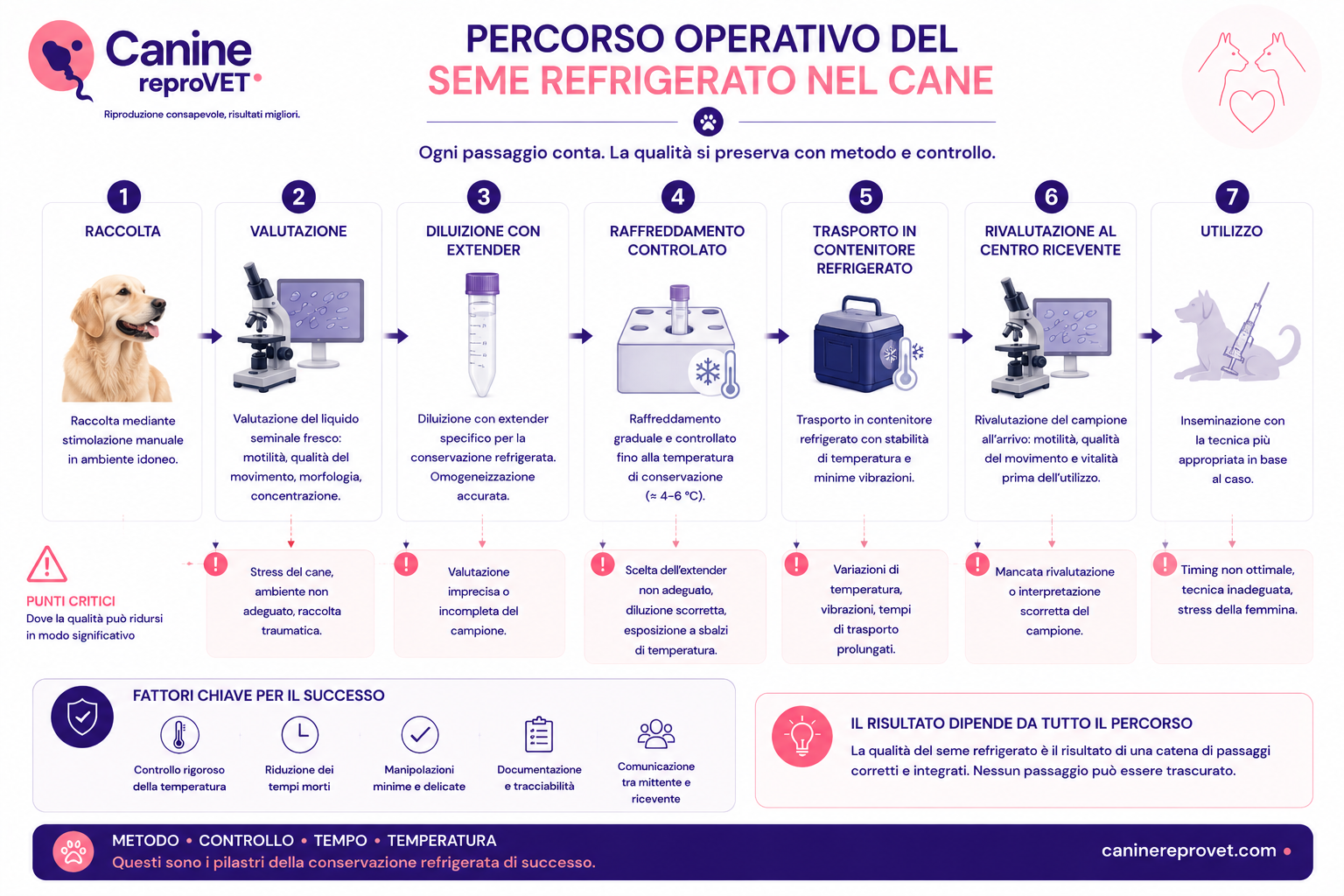 Diagramma del percorso operativo del seme refrigerato nel cane, dalla raccolta alla valutazione, diluizione con extender, raffreddamento, trasporto refrigerato, rivalutazione al centro ricevente e utilizzo, con evidenza dei principali punti critici.