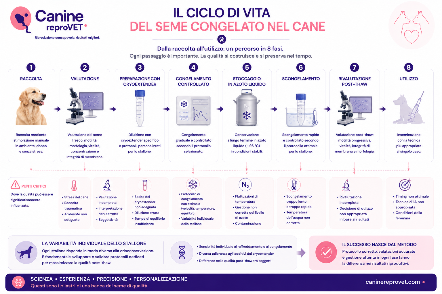 Diagramma del ciclo di vita del seme congelato nel cane, dalla raccolta alla valutazione, preparazione con cryoextender, congelamento controllato, stoccaggio in azoto liquido, scongelamento, valutazione post-thaw e utilizzo.