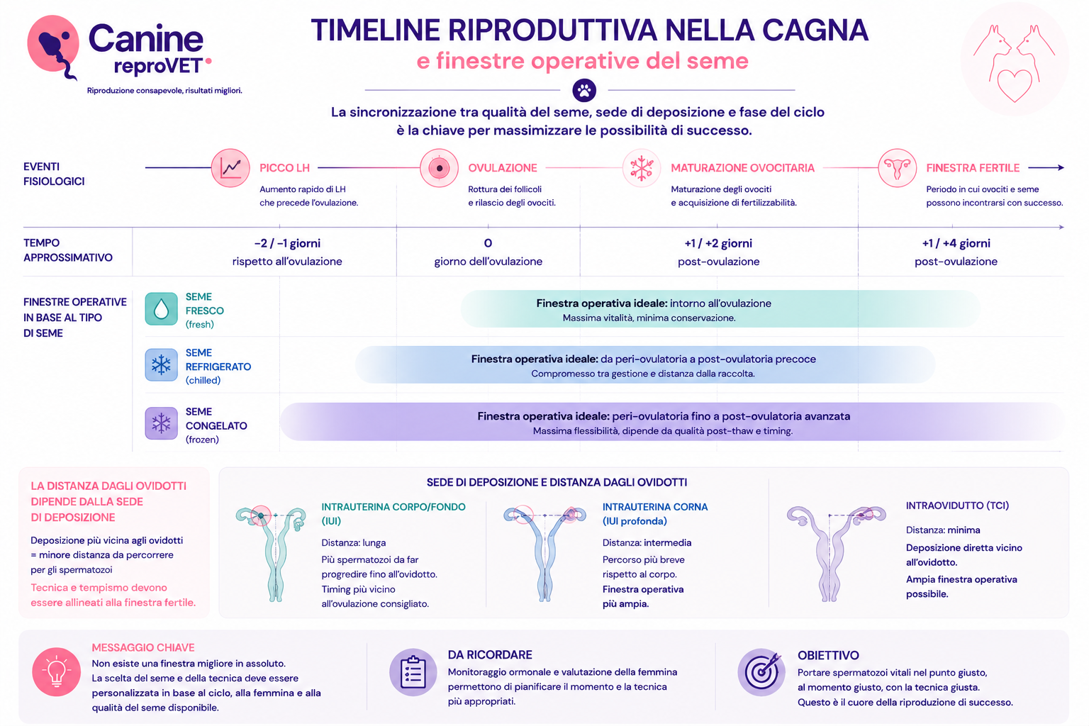 Timeline riproduttiva della cagna dal picco LH all'ovulazione, maturazione ovocitaria e finestra fertile, con confronto qualitativo delle finestre operative per seme fresco, refrigerato e congelato e della distanza dagli ovidotti in relazione alla sede di deposizione.