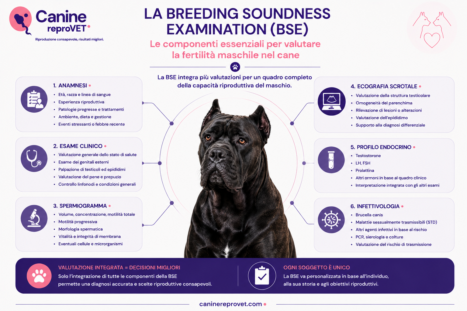 Infografica sulle componenti della Breeding Soundness Examination nel cane: anamnesi, esame clinico, spermiogramma, ecografia scrotale, profilo endocrino e valutazione infettivologica.