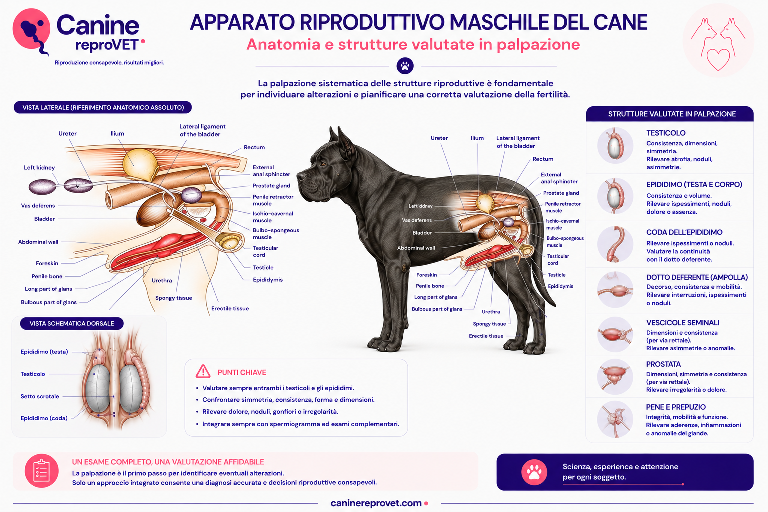 Schema anatomico laterale dell'apparato riproduttivo maschile del cane sovrapposto alla vista laterale del soggetto, con evidenziazione di testicoli, epididimi, dotto deferente, prostata, pene e altre strutture correlate alla valutazione clinica.