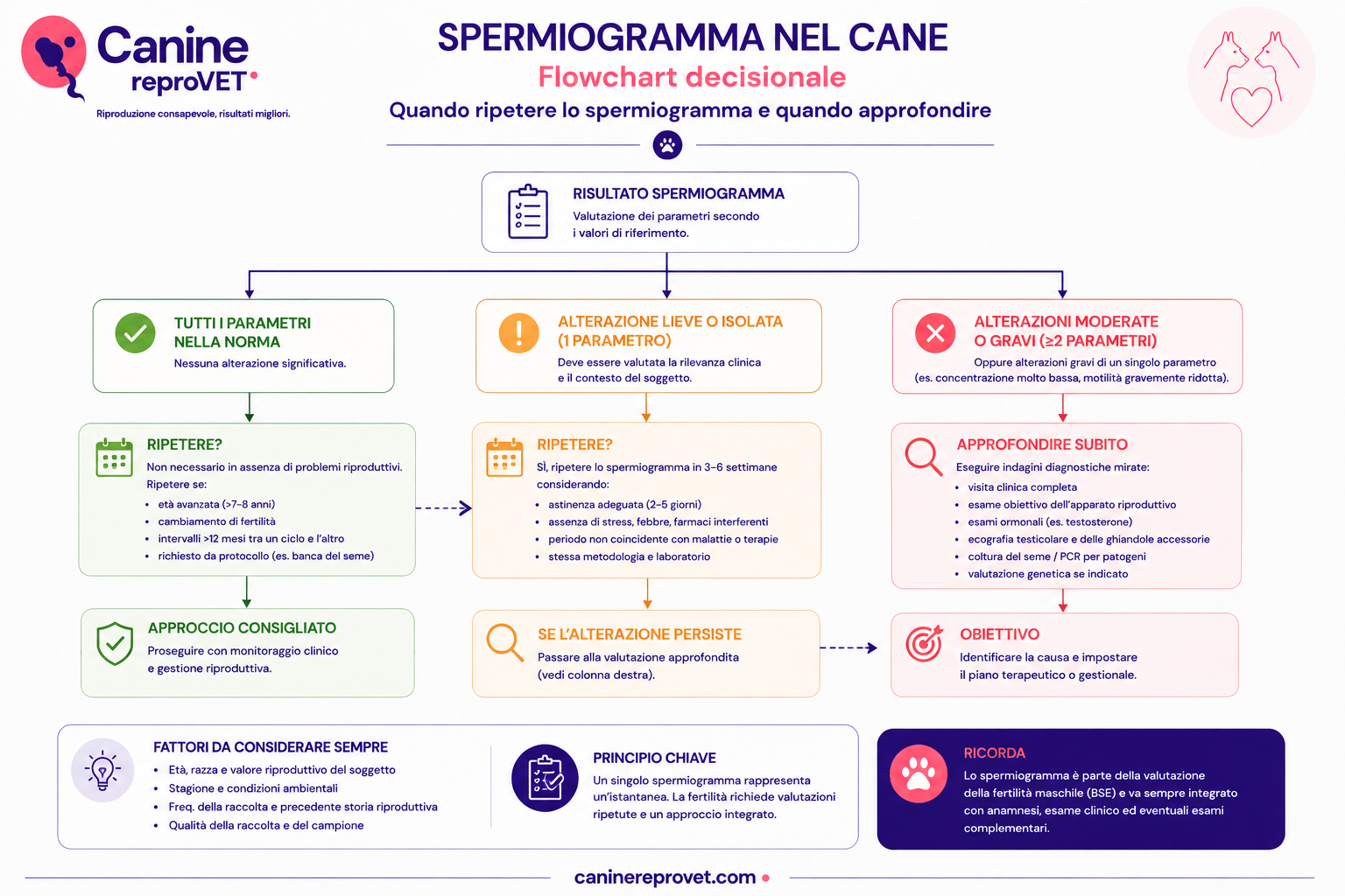 Flowchart decisionale per interpretare lo spermiogramma nel cane e decidere quando ripetere l'esame e quando procedere con un approfondimento diagnostico, in base alla presenza e alla persistenza delle alterazioni.