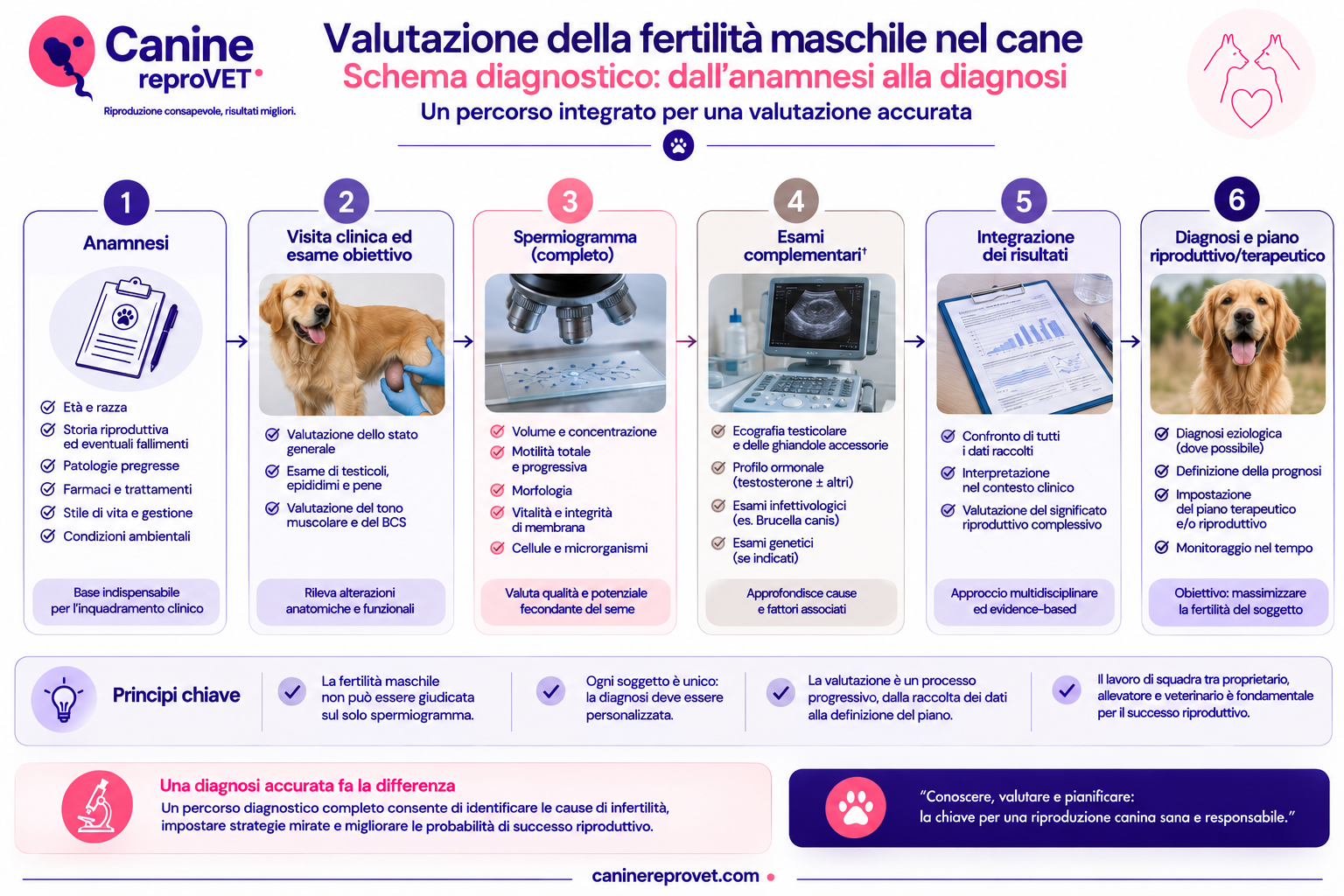 Schema diagnostico della valutazione della fertilità maschile nel cane, dall'anamnesi alla diagnosi attraverso visita clinica, spermiogramma, esami complementari e integrazione dei risultati.