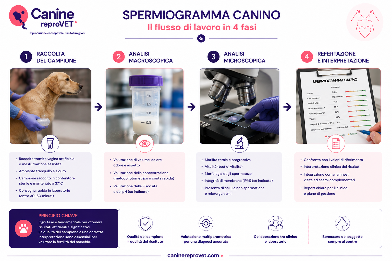Infografica del flusso di lavoro dello spermiogramma canino in quattro fasi: raccolta del campione, analisi macroscopica, analisi microscopica e refertazione con interpretazione clinica.