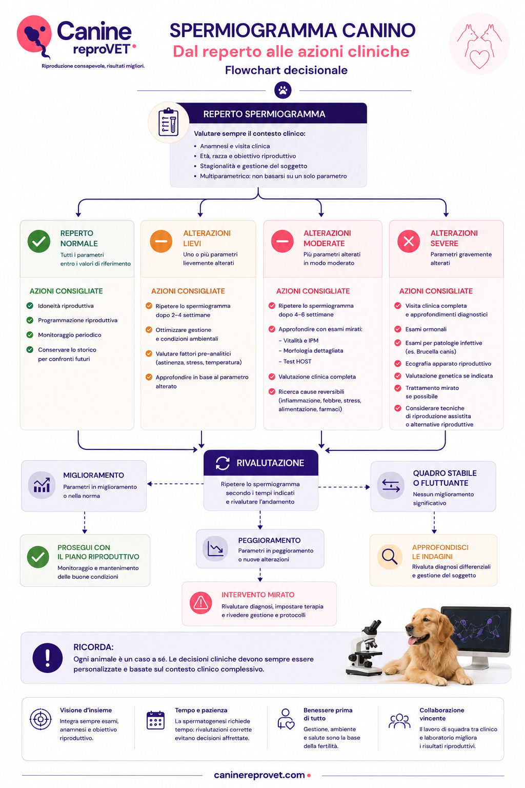Flowchart decisionale del percorso clinico successivo a un referto di spermiogramma nel cane, con distinzione tra reperto normale, alterazioni lievi, moderate e severe e indicazioni per rivalutazione, approfondimento o intervento mirato.