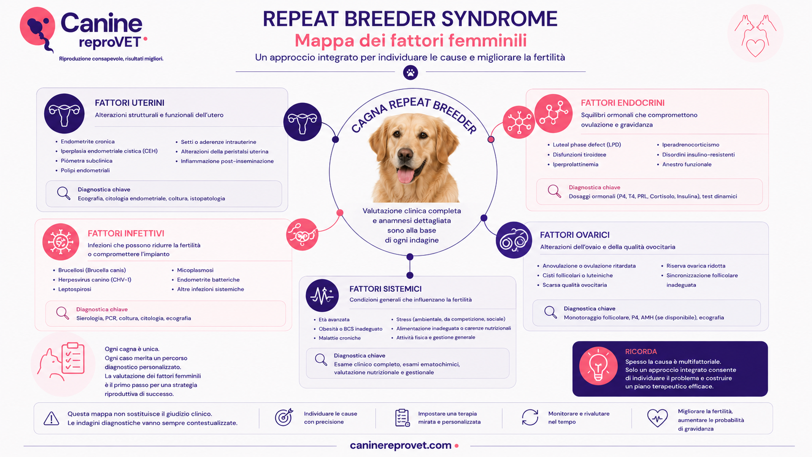 Mappa dei principali fattori femminili associati al Repeat Breeder Syndrome nella cagna: fattori uterini, endocrini, infettivi, ovarici e sistemici, con relativi elementi diagnostici.