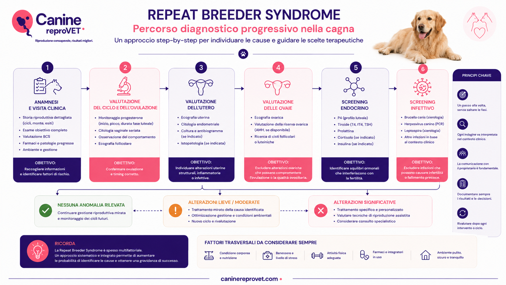 Flowchart del percorso diagnostico progressivo nella cagna Repeat Breeder Syndrome, dalla raccolta dell'anamnesi e visita clinica alla valutazione del ciclo, utero, ovaie, sistema endocrino e possibili infezioni, con successive indicazioni gestionali.