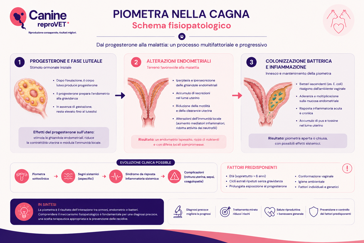 Schema fisiopatologico della piometra nella cagna che illustra la sequenza progesterone e fase luteale, alterazioni endometriali, colonizzazione batterica e infiammazione, con possibili evoluzioni cliniche e fattori predisponenti.