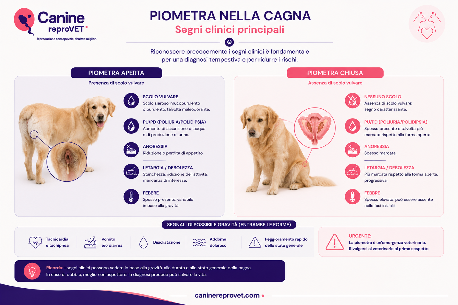 Infografica dei principali segni clinici della piometra nella cagna, con confronto tra forma aperta con scolo vulvare e forma chiusa senza scolo, e indicazione di PU/PD, anoressia, letargia, febbre e altri segni di possibile gravità.