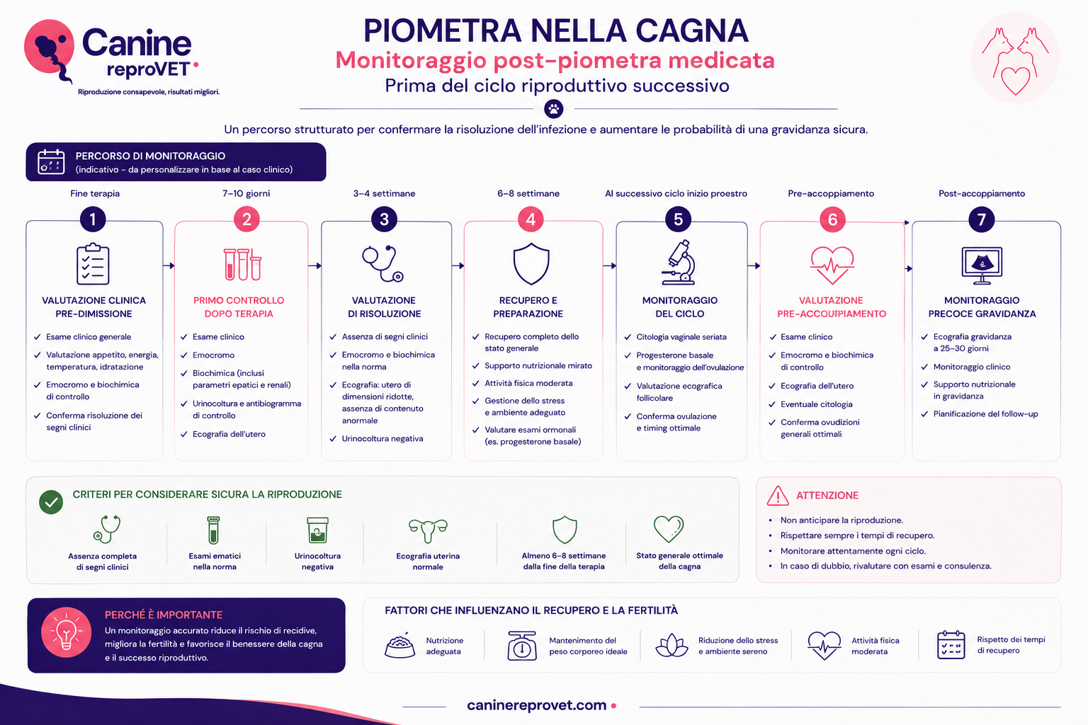 Infografica del monitoraggio post-piometra medica nella cagna prima del successivo ciclo riproduttivo, con percorso dalla fine della terapia alla valutazione clinica, ai controlli ematologici ed ecografici, al monitoraggio del ciclo e al controllo della gravidanza precoce.
