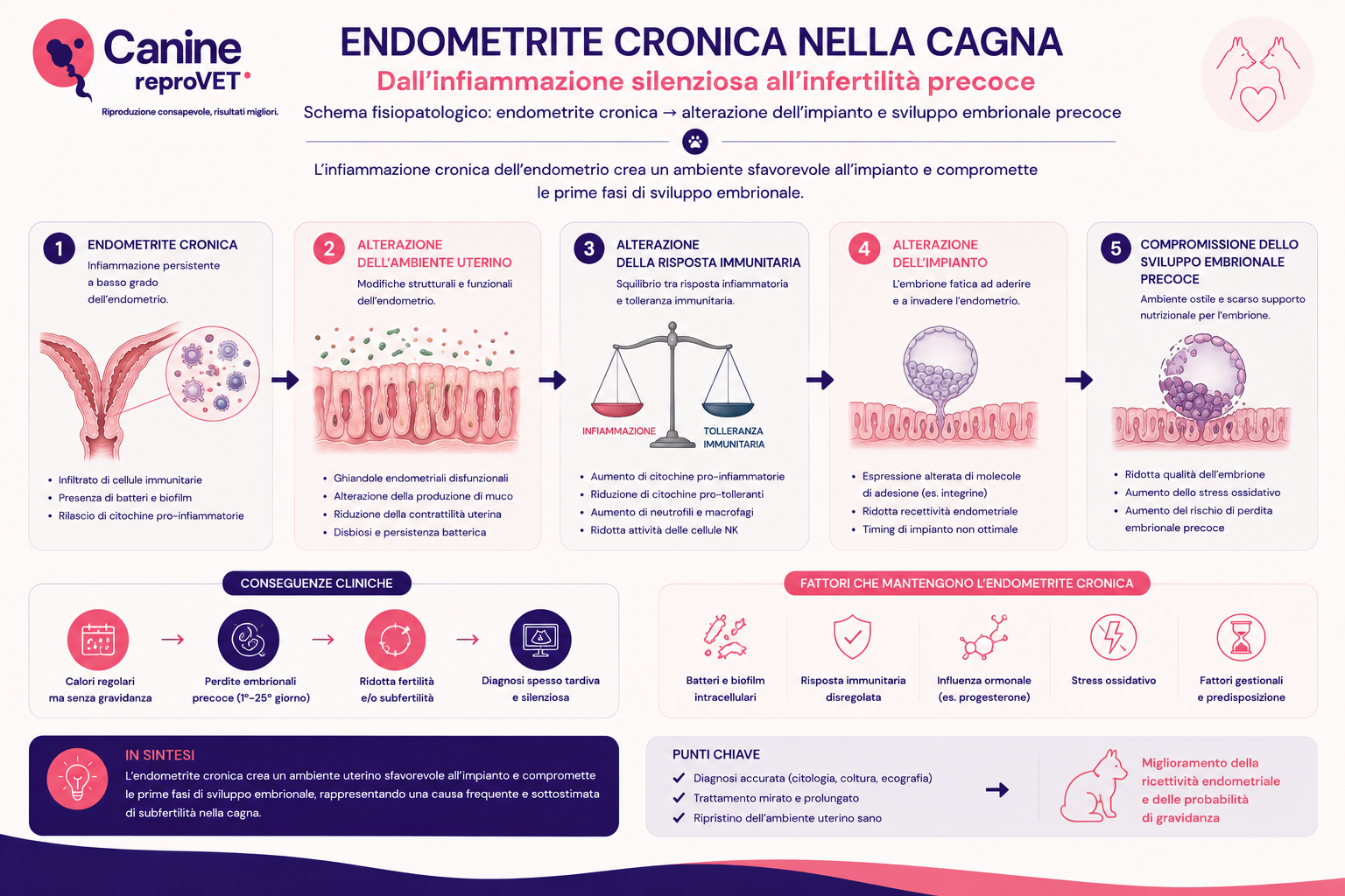 Schema fisiopatologico dell’endometrite cronica nella cagna, dalla persistenza dell’infiammazione endometriale alle alterazioni dell’ambiente uterino e della risposta immunitaria, fino alla compromissione dell’impianto e dello sviluppo embrionale precoce.