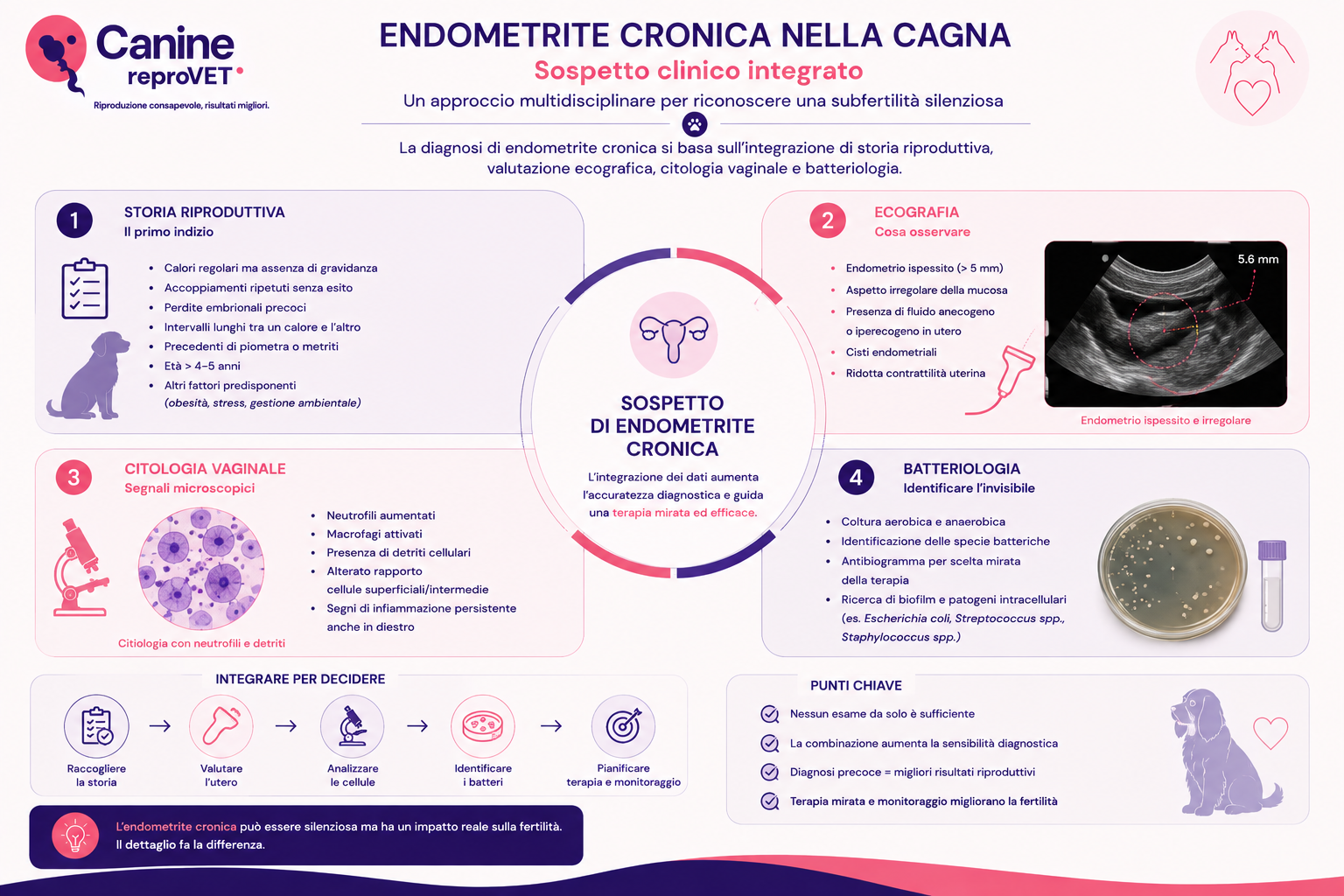 Infografica sul sospetto clinico integrato di endometrite cronica nella cagna, basato sull'integrazione di storia riproduttiva, ecografia, citologia vaginale e batteriologia.