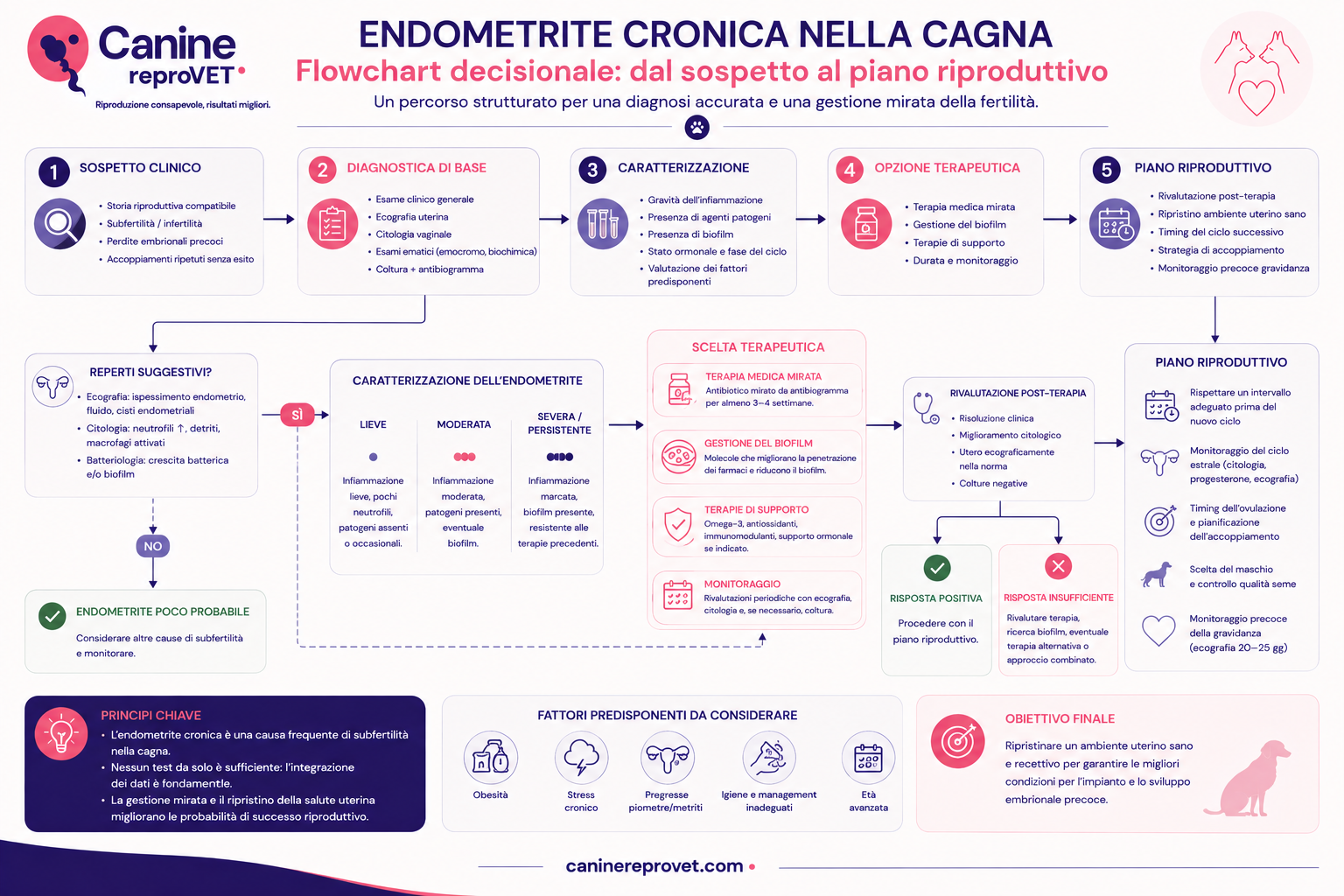 Flowchart decisionale dell’endometrite cronica nella cagna: dal sospetto clinico alla diagnostica, caratterizzazione dell’endometrite, scelta terapeutica, rivalutazione e definizione del piano riproduttivo.