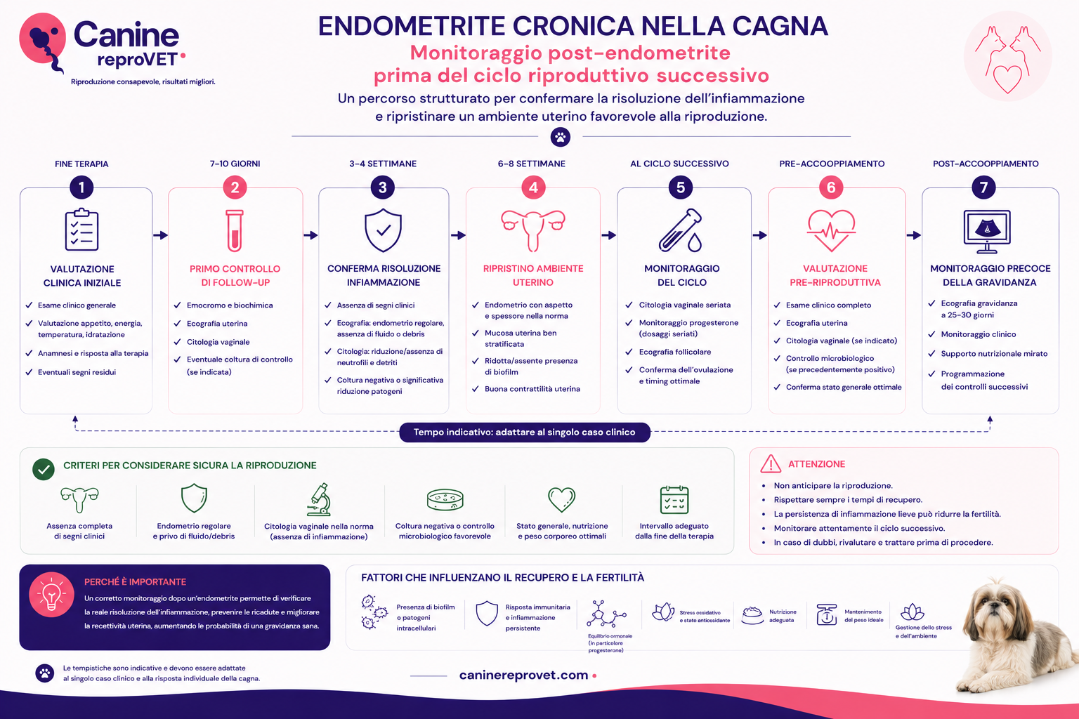 Infografica del monitoraggio post-endometrite cronica nella cagna prima del successivo ciclo riproduttivo, dalla valutazione clinica iniziale alla conferma della risoluzione, al controllo dell'ambiente uterino, al monitoraggio del ciclo e alla valutazione pre-accoppiamento.