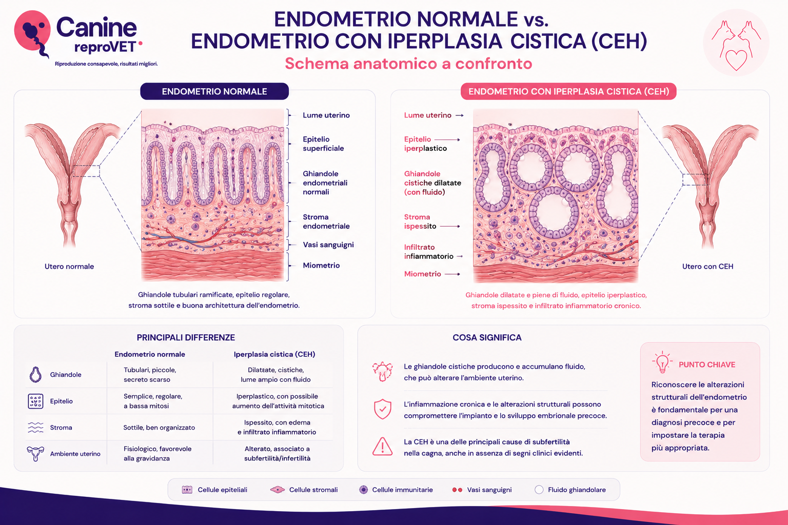 Schema anatomico comparativo dell’endometrio normale e dell’endometrio con iperplasia endometriale cistica nella cagna, con evidenziazione delle differenze tra ghiandole endometriali, epitelio, stroma e ambiente uterino.