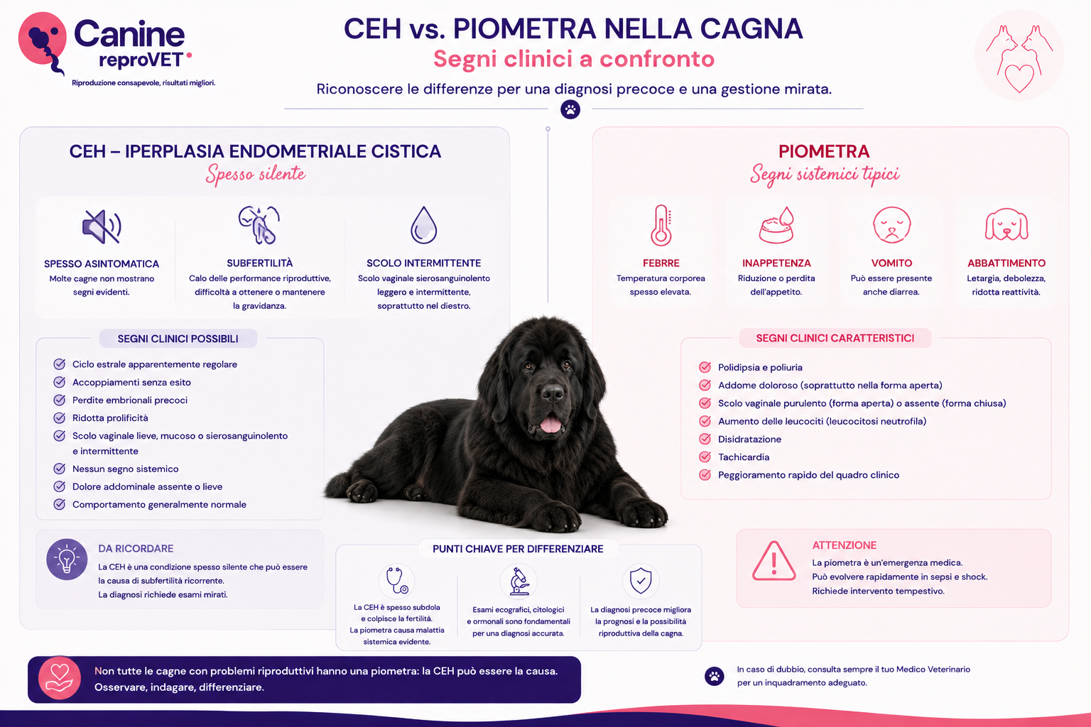 Infografica comparativa dei segni clinici della CEH e della piometra nella cagna, con CEH spesso silente e associata a subfertilità o scolo intermittente, e piometra caratterizzata da segni sistemici come febbre, inappetenza, vomito, letargia e poliuria/polidipsia.
