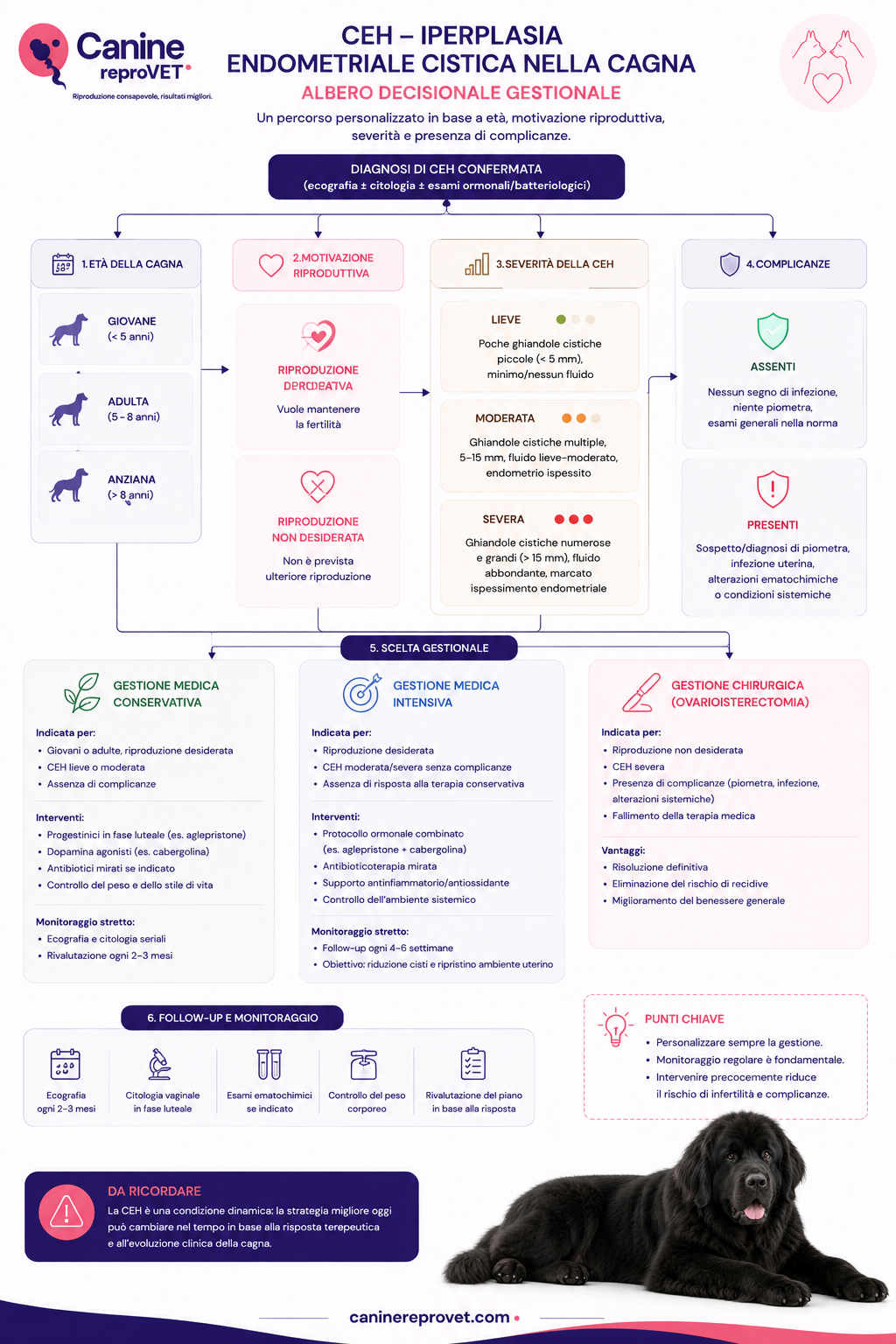 Albero decisionale gestionale della CEH nella cagna basato su età, motivazione riproduttiva, severità delle alterazioni endometriali e presenza di complicanze, con orientamento verso gestione medica conservativa, medica intensiva o chirurgica.