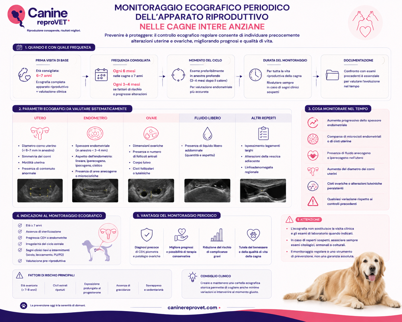 Infografica sul monitoraggio ecografico periodico dell’apparato riproduttivo nelle cagne intere anziane, con valutazione di utero, endometrio, ovaie, liquido libero e variazioni ecografiche nel tempo.