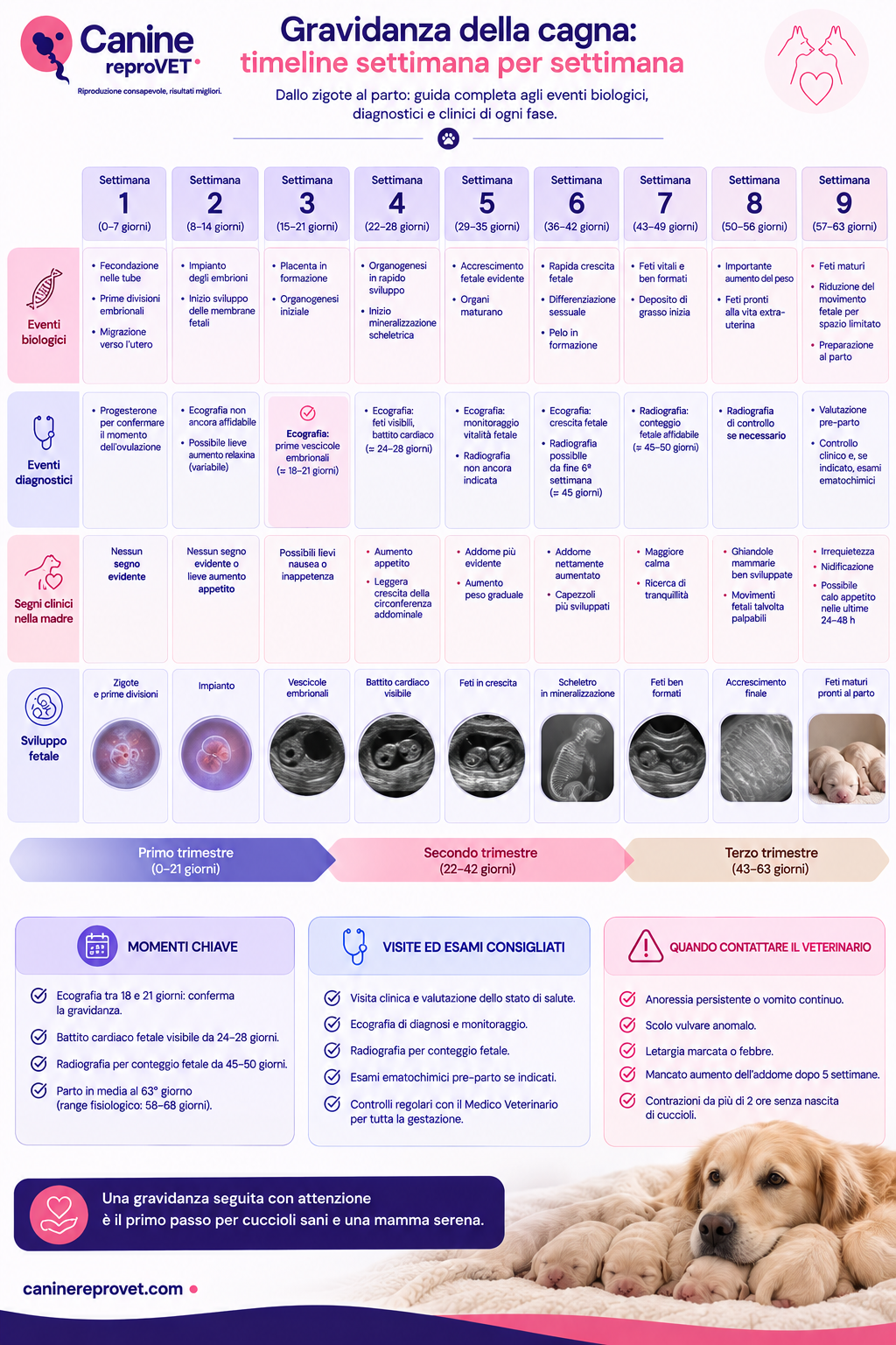 Timeline della gravidanza della cagna dalla prima alla nona settimana, con sviluppo fetale, principali eventi biologici, controlli diagnostici, segni clinici materni e momenti chiave fino al parto.