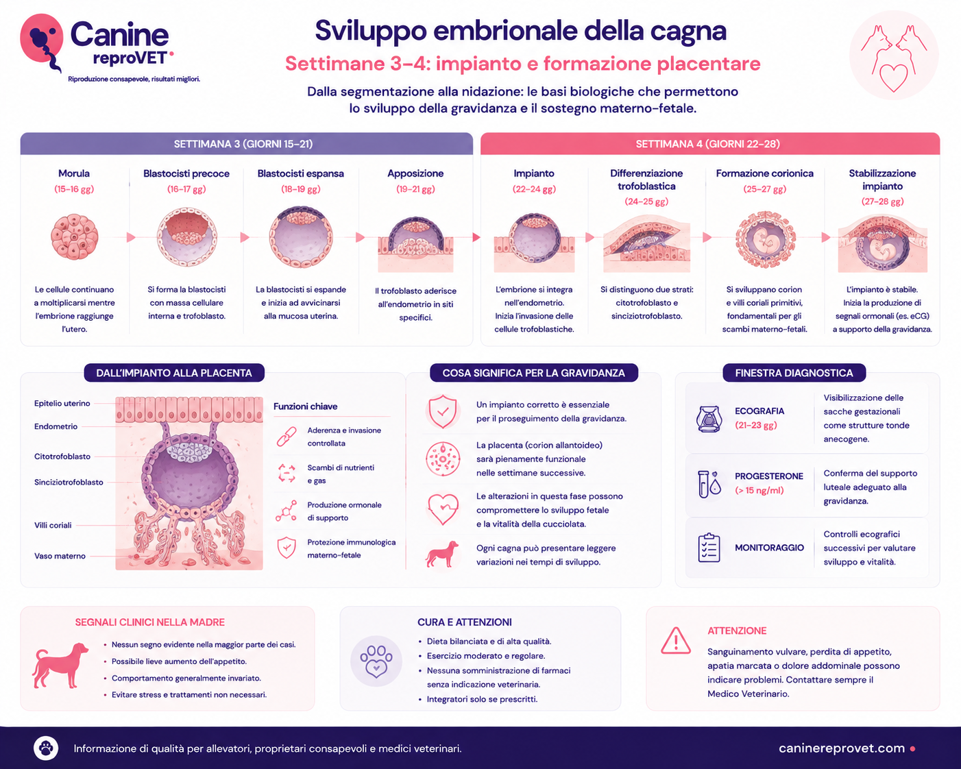 Infografica dello sviluppo embrionale della cagna durante le settimane 3 e 4 di gravidanza, con sequenza dalla morula all’impianto, differenziazione trofoblastica e formazione corionica.