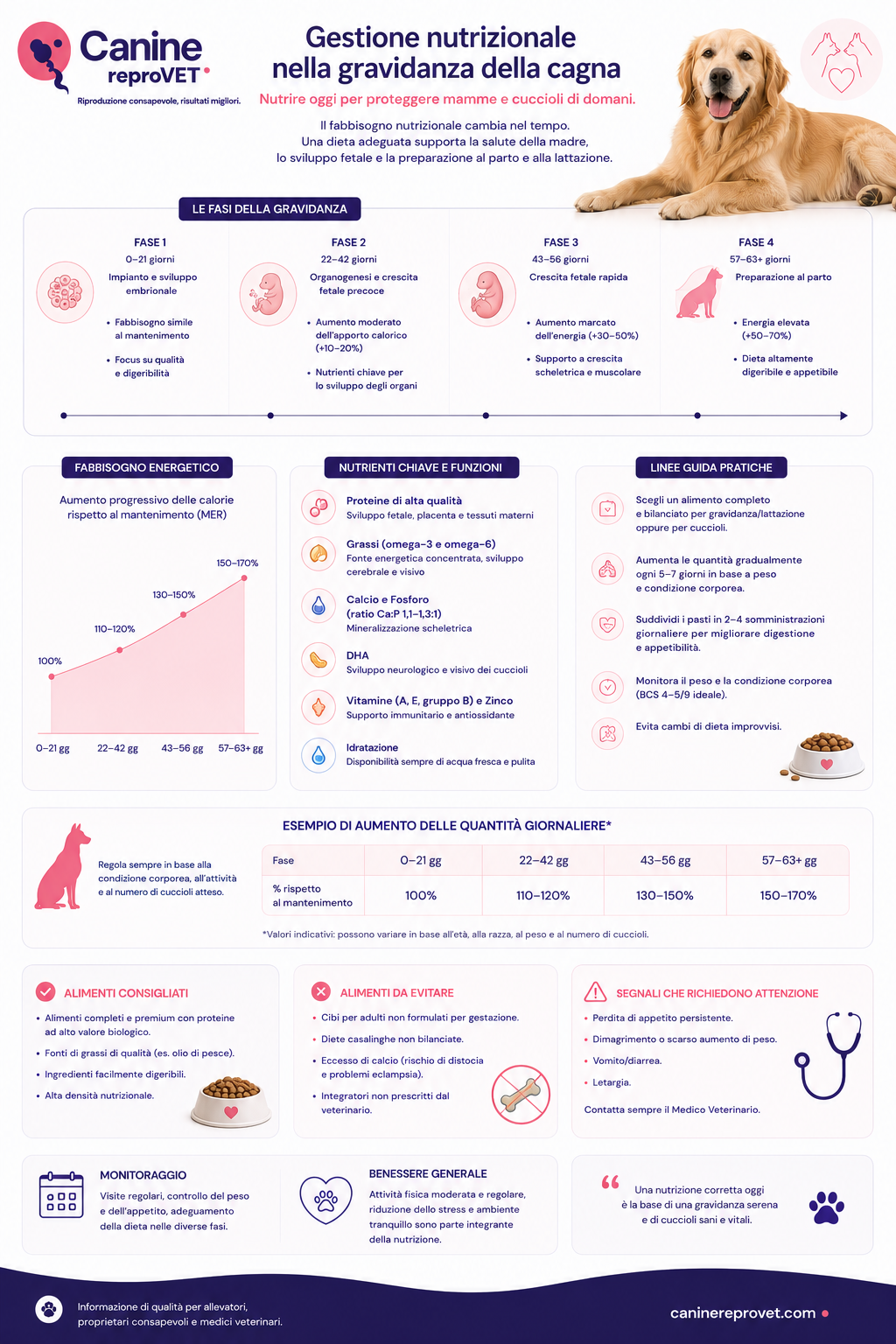 Infografica sulla gestione nutrizionale della cagna durante la gravidanza, con indicazioni sulle diverse fasi gestazionali, fabbisogno energetico, nutrienti chiave, gestione delle razioni, alimenti consigliati e monitoraggio materno.