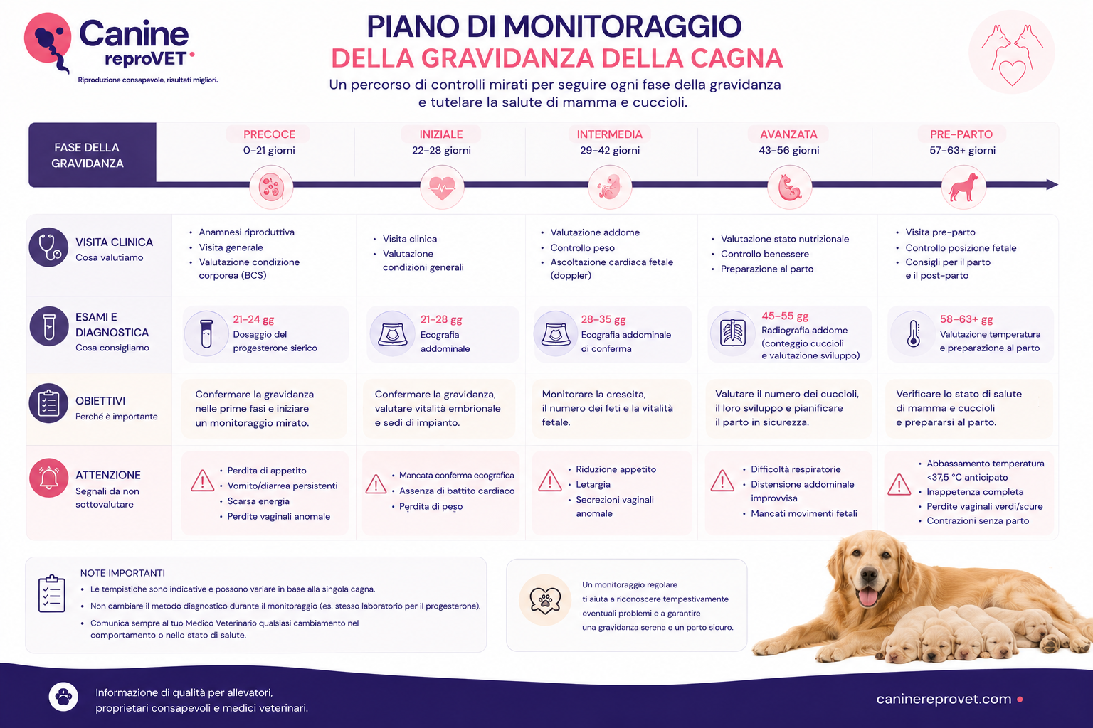 Infografica del piano di monitoraggio della gravidanza della cagna, organizzato per fasi gestazionali, con visite cliniche, esami diagnostici, obiettivi del controllo e principali segnali di attenzione fino alla preparazione al parto.