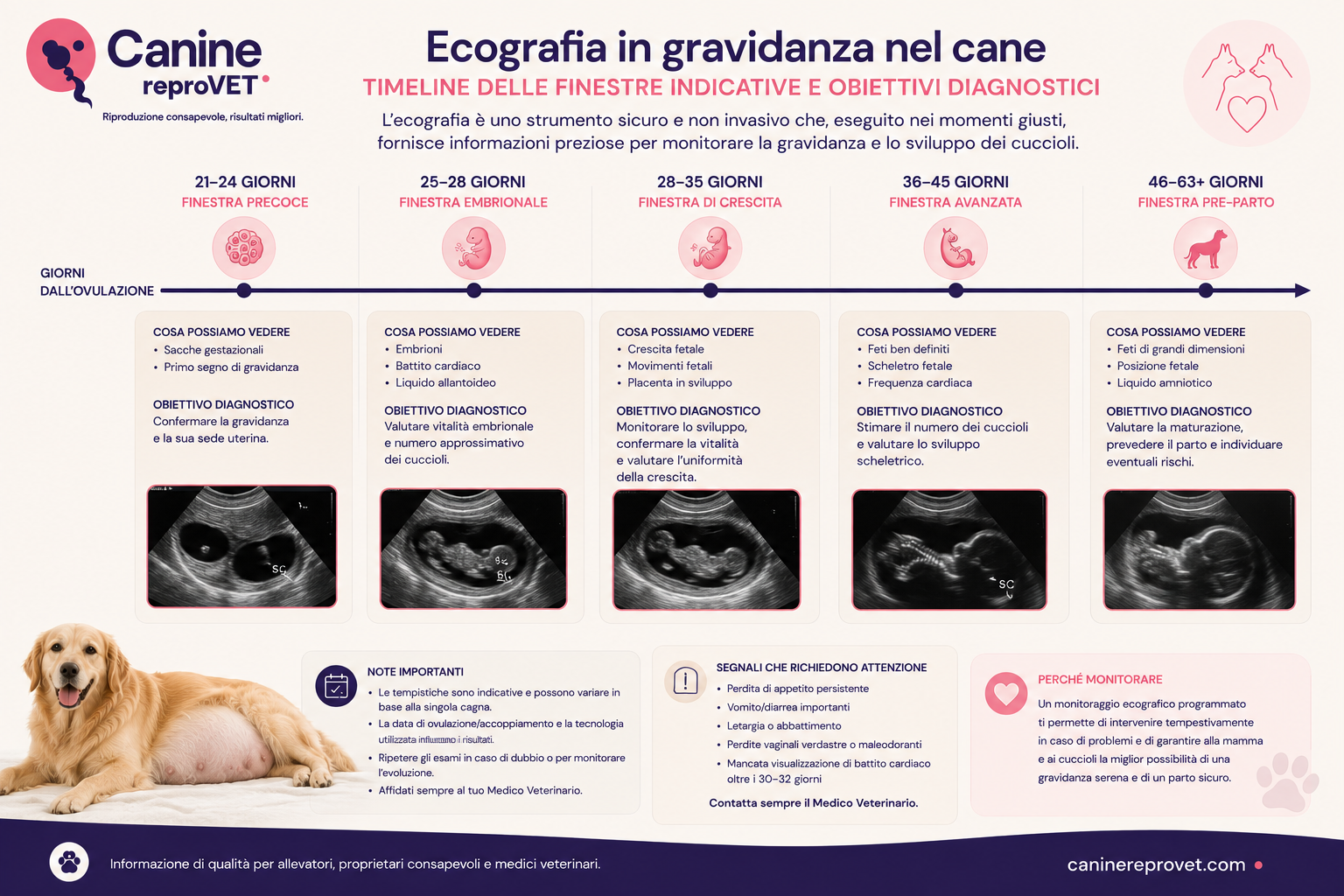 Infografica della gravidanza nel cane con timeline delle principali finestre indicative per l’ecografia, dagli stadi iniziali fino alla fase pre-parto, e relativi obiettivi diagnostici.
