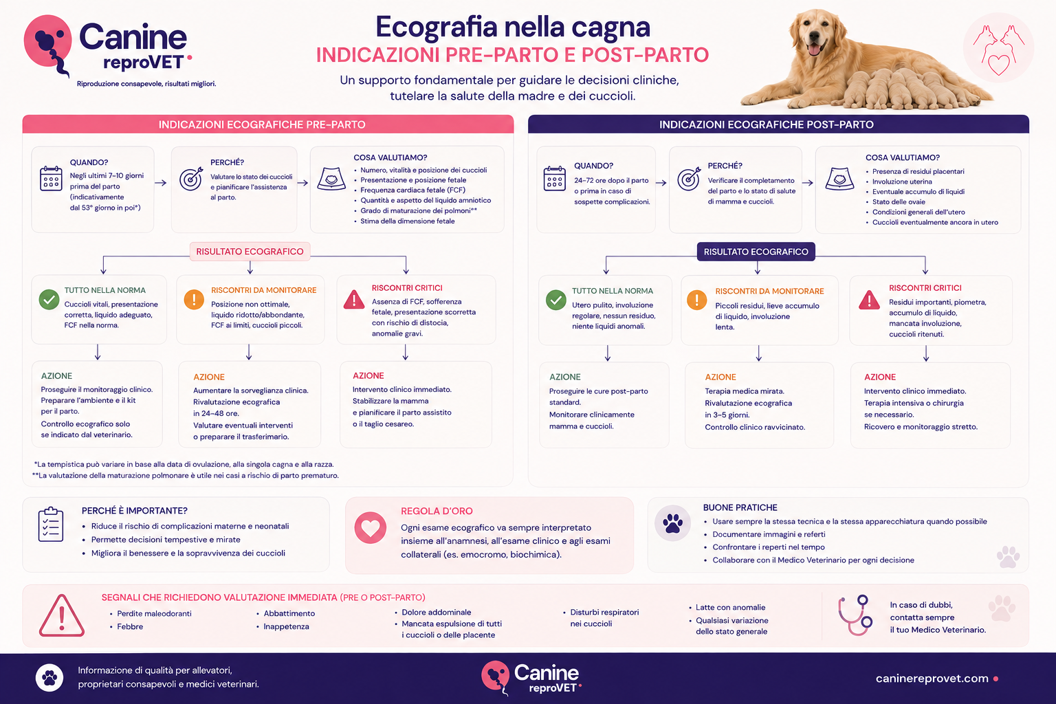 Infografica sulle indicazioni dell’ecografia nella cagna prima e dopo il parto, con obiettivi diagnostici, principali reperti ecografici, possibili risultati e azioni cliniche conseguenti.