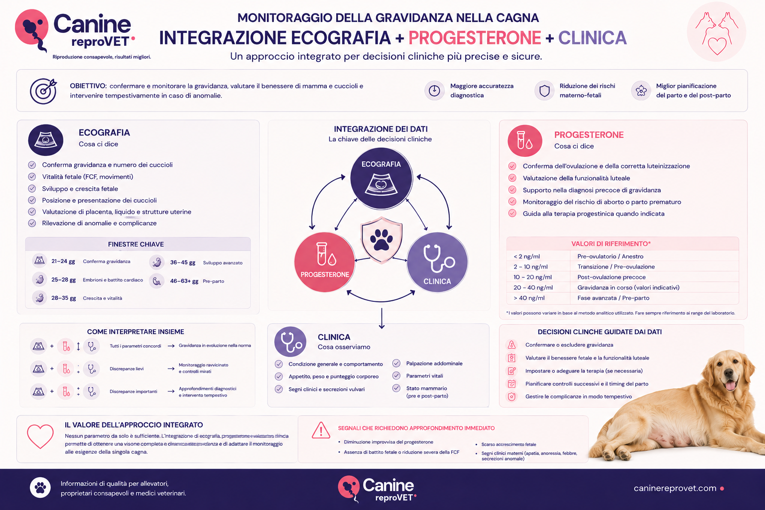 Infografica sull’integrazione di ecografia, progesterone e valutazione clinica nel monitoraggio della gravidanza della cagna, con indicazioni diagnostiche, finestre di controllo, interpretazione combinata dei dati e segnali che richiedono approfondimento.