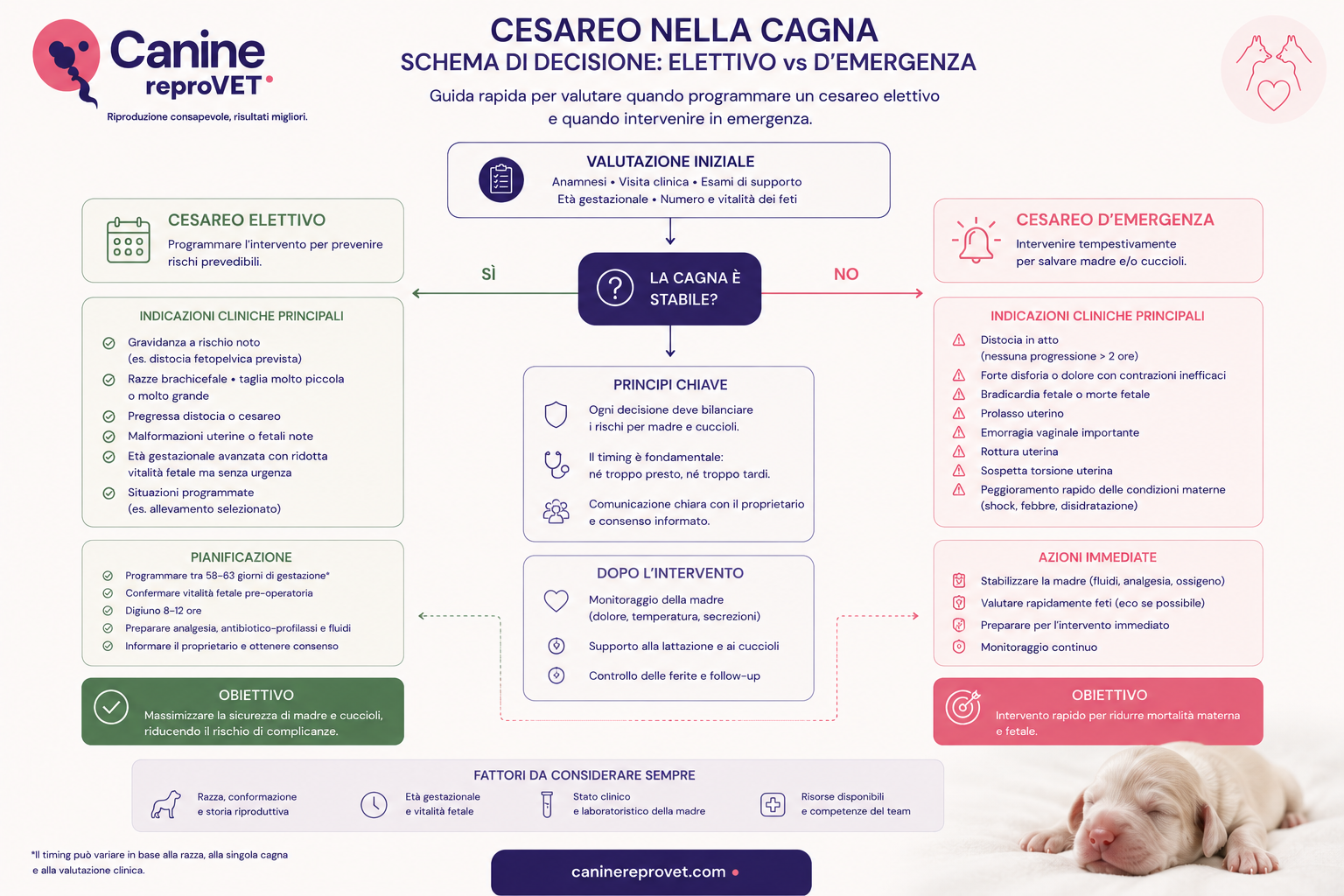 Infografica decisionale sul cesareo nella cagna che confronta approccio elettivo e d’emergenza, con valutazione iniziale della madre e dei feti, principali indicazioni cliniche, pianificazione, intervento e gestione successiva.