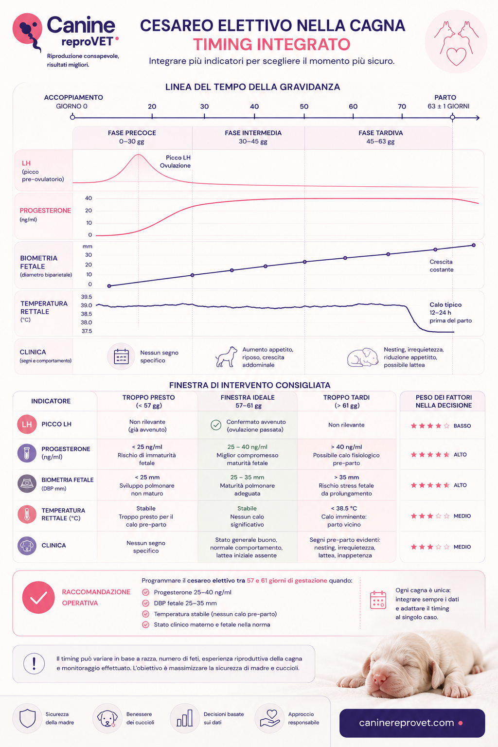 Infografica sul timing integrato del cesareo elettivo nella cagna, con correlazione tra picco di LH, andamento del progesterone, biometria fetale, temperatura rettale e segni clinici materni.