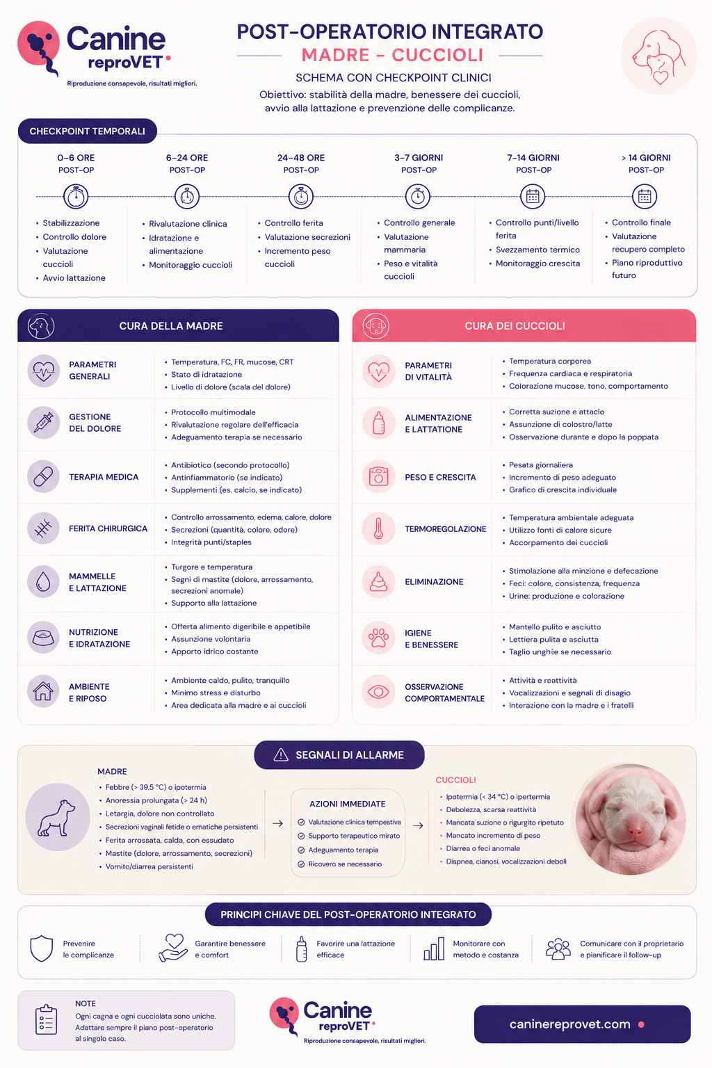 Infografica del monitoraggio post-operatorio integrato della cagna e dei cuccioli dopo cesareo, con checkpoint temporali, parametri clinici, gestione del dolore, terapia, ferita chirurgica, lattazione, alimentazione, crescita e segnali d’allarme.