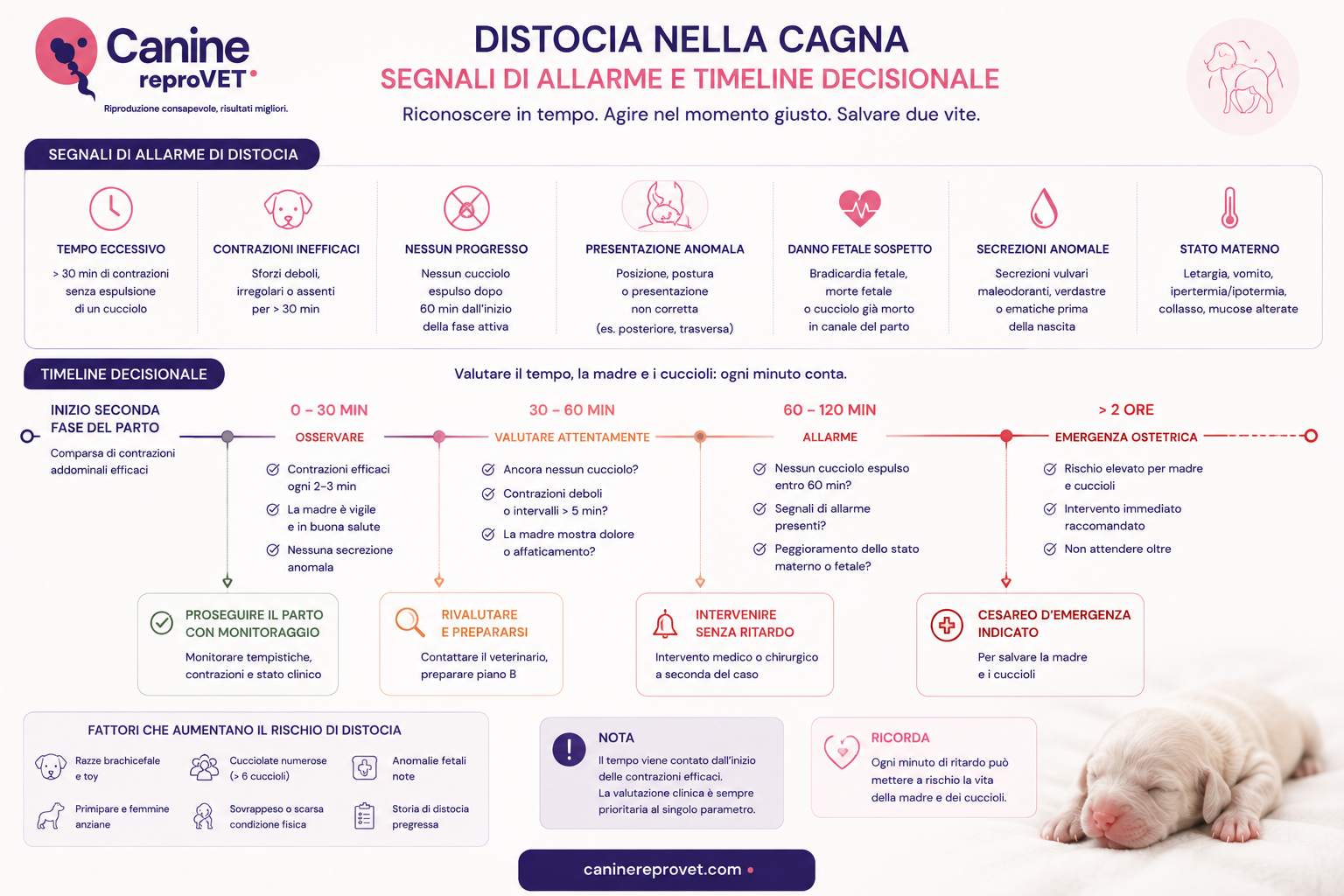 Infografica sui principali segnali di allarme della distocia nella cagna e sulla relativa timeline decisionale, con indicazioni per osservazione, rivalutazione, intervento e gestione dell’emergenza ostetrica.